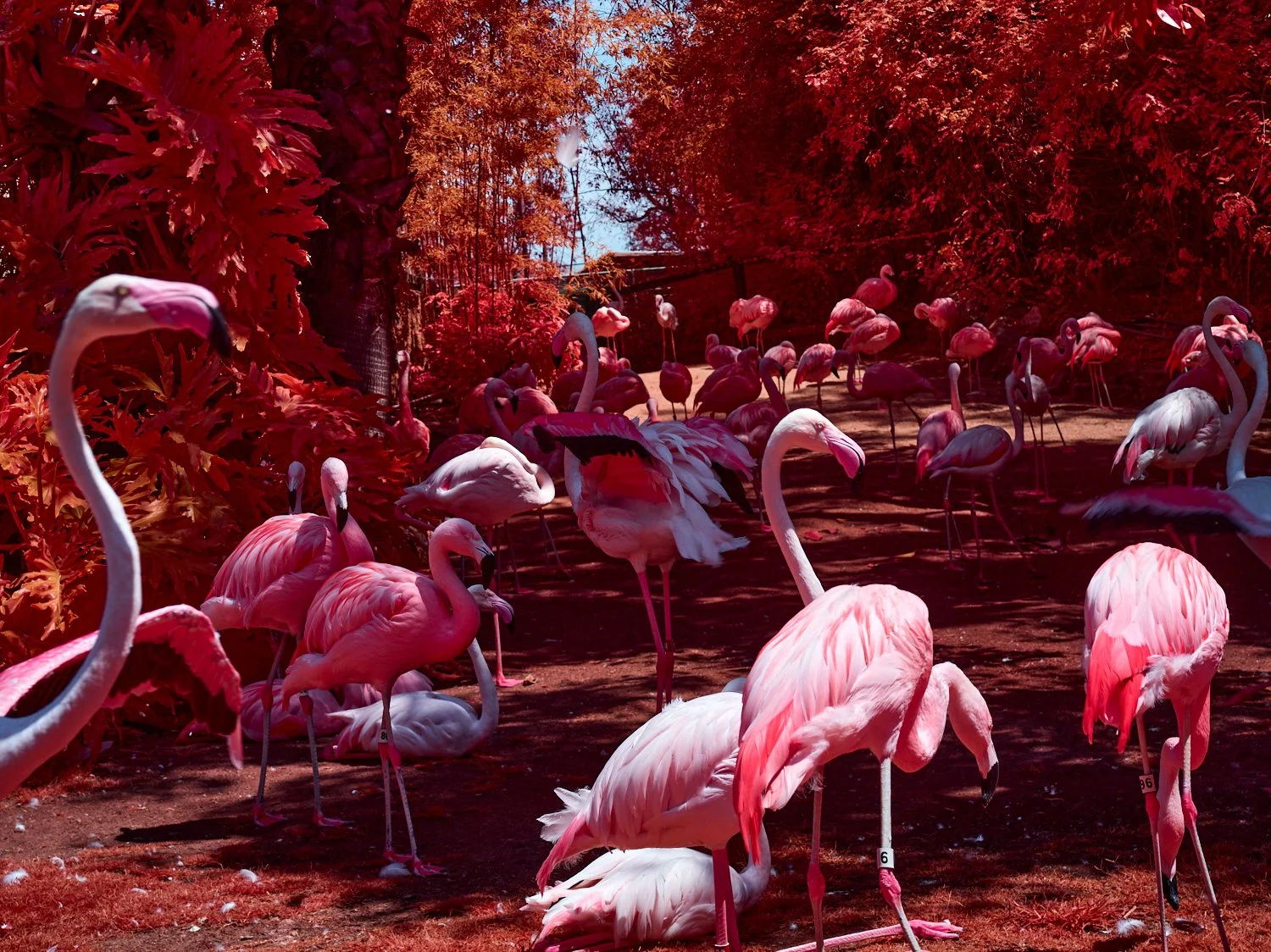 2024-08-23-©KevinAndrewLandes-Zoo-001-MSMD 11.jpg