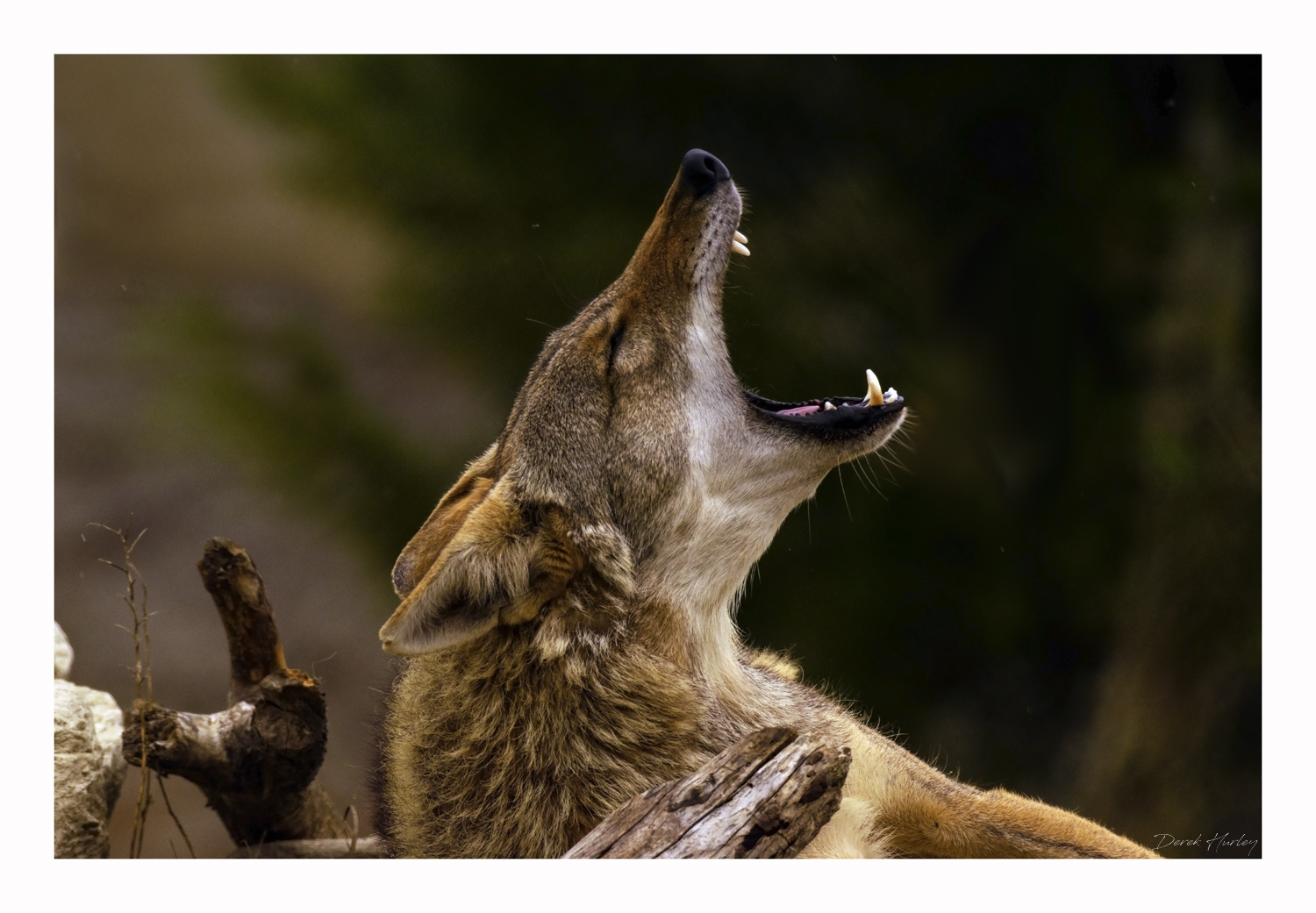howling coyote©DHP.jpg