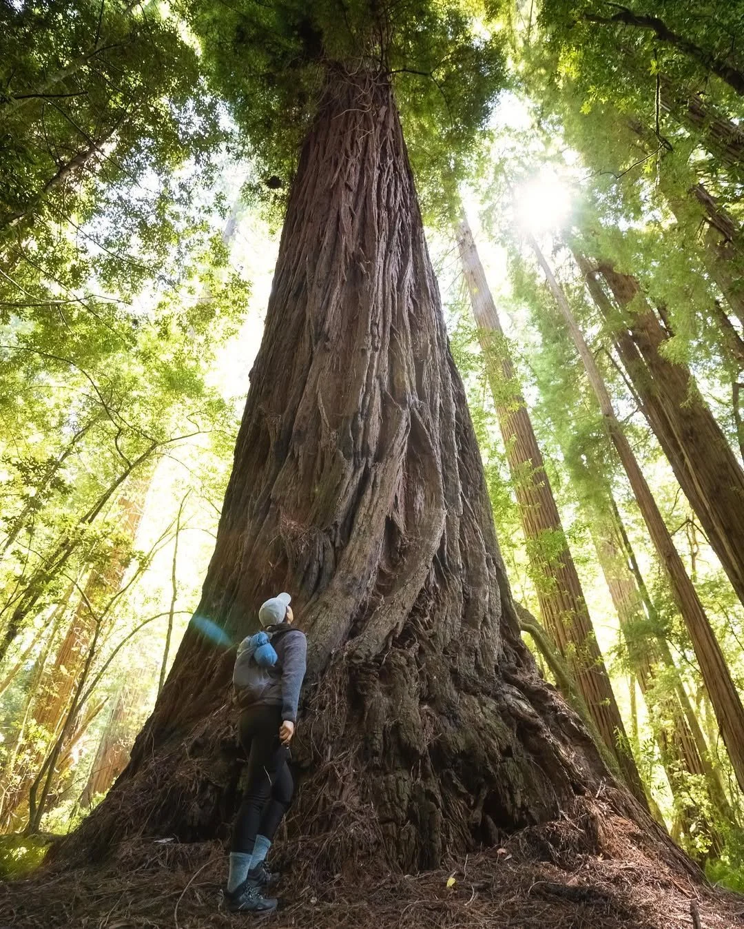 Redwoods National and State Parks, California