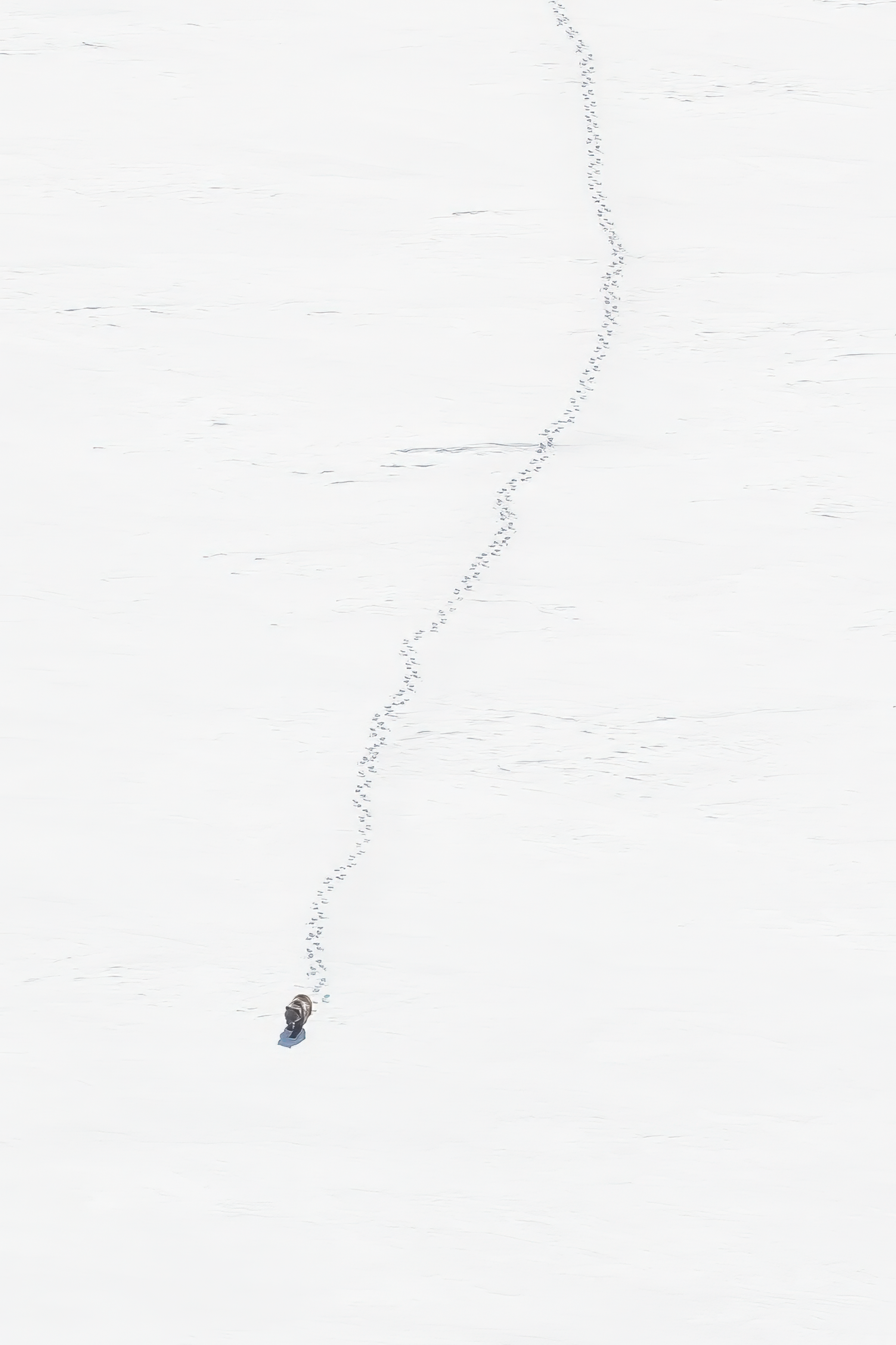 03_bear_8x12.png