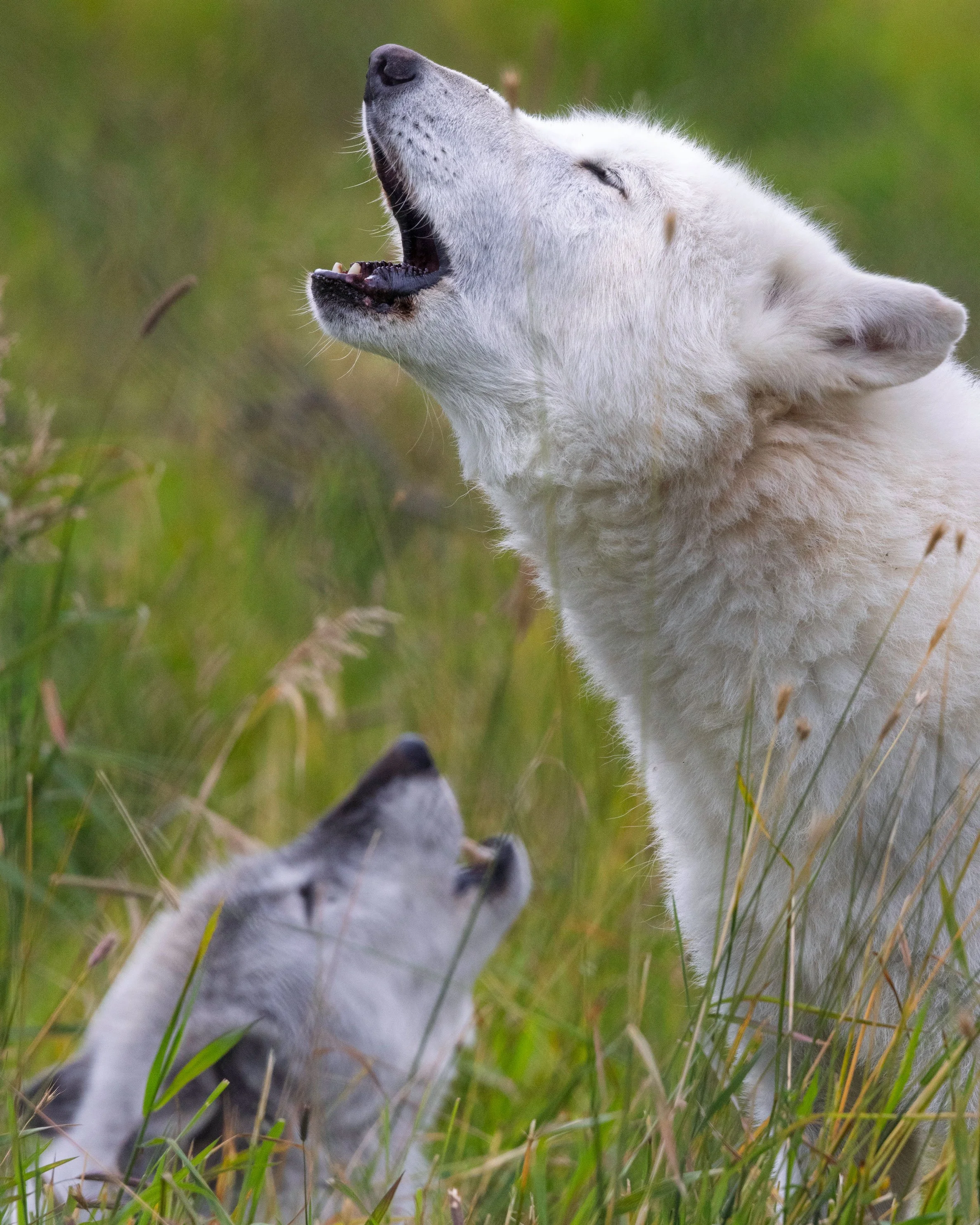 Alaska Wildlife Conservation Center, Alaska
