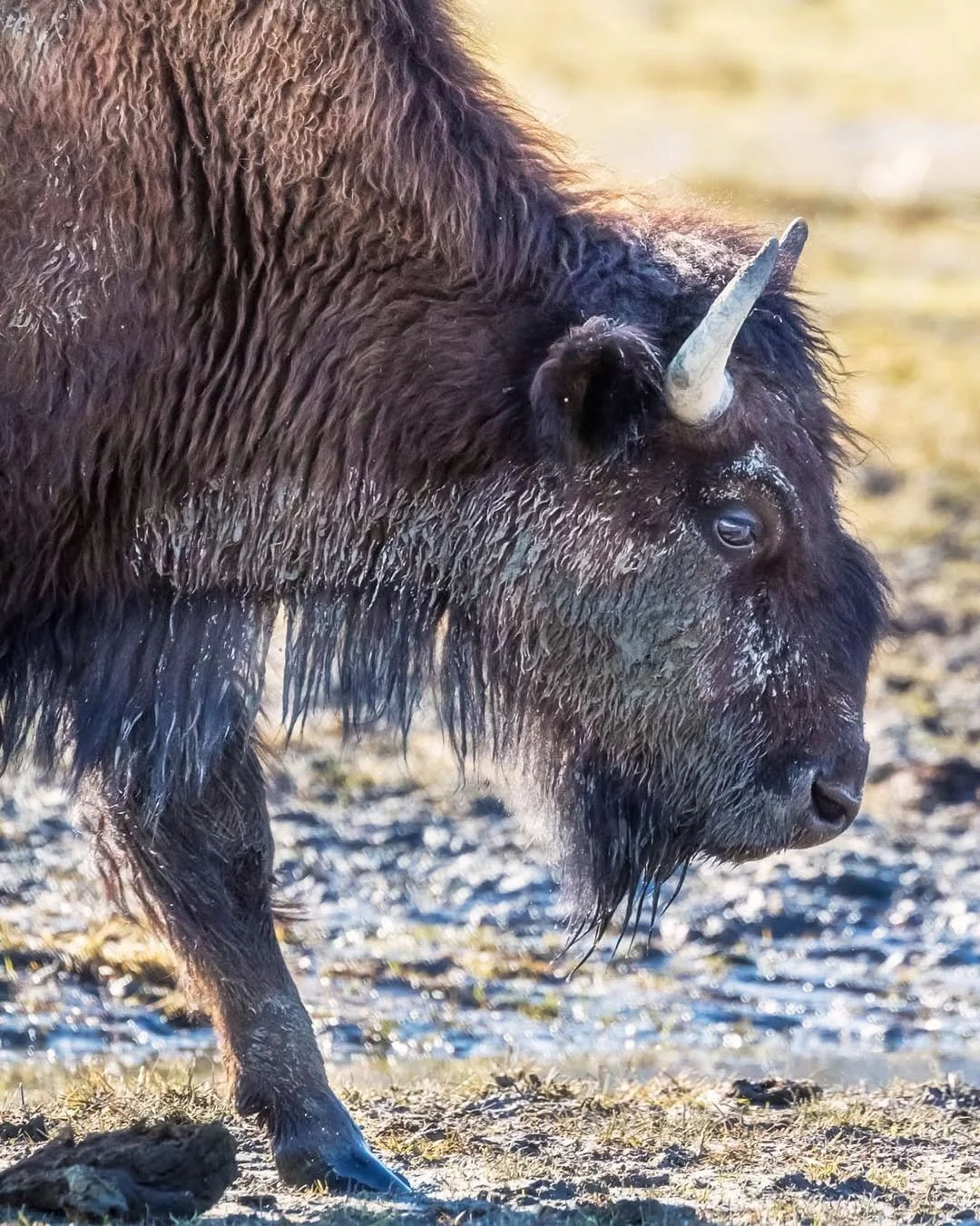 Alaska Wildlife Conservation Center, Alaska