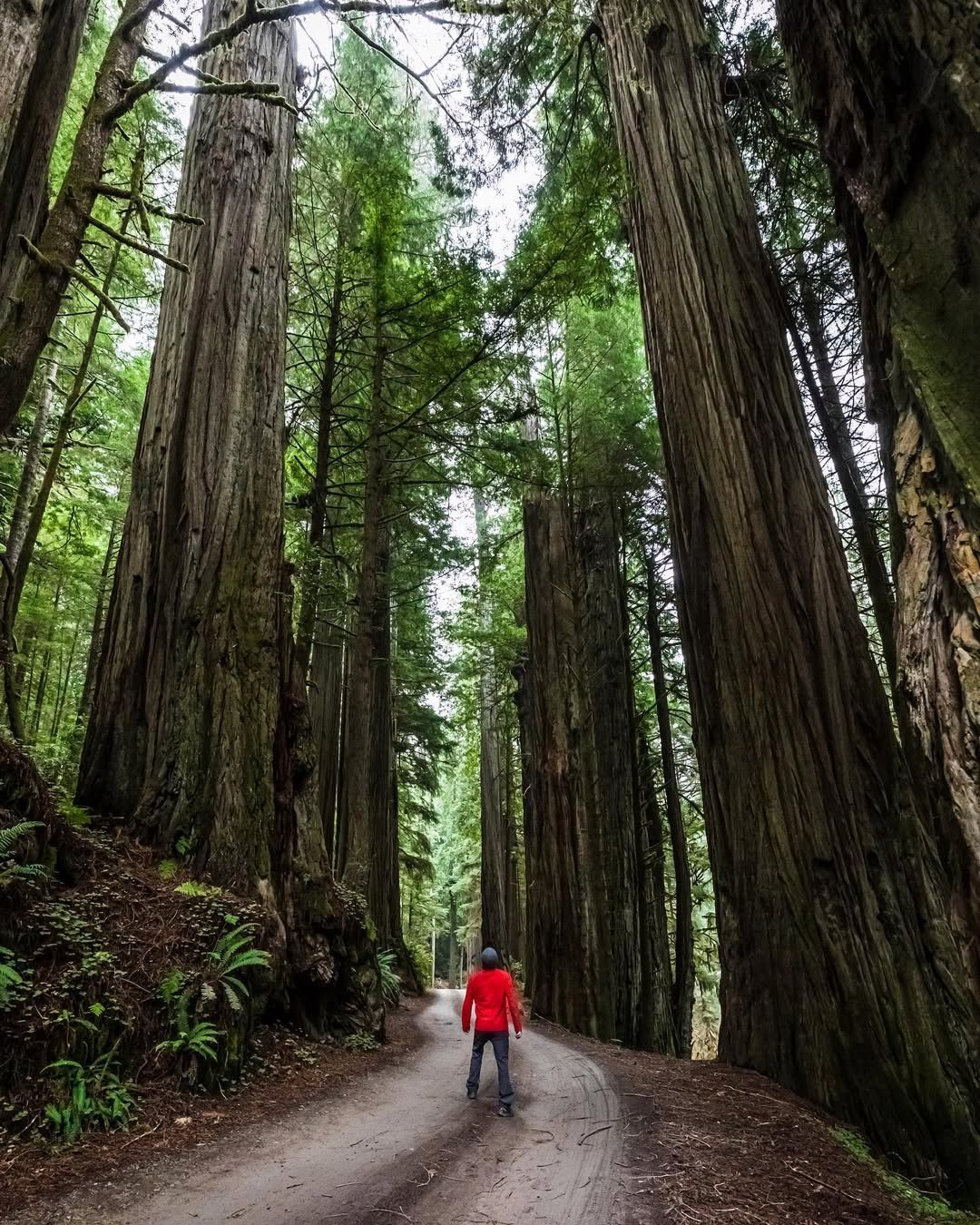 Redwood National and State Parks, California