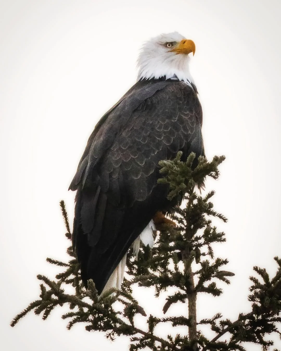 Kenai, Alaska