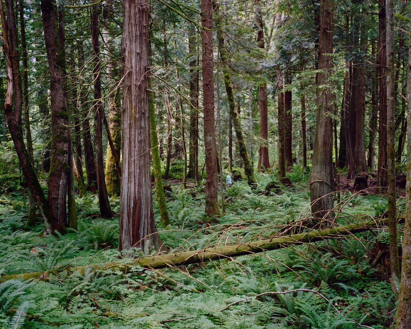 elbe dump 1 print.jpeg