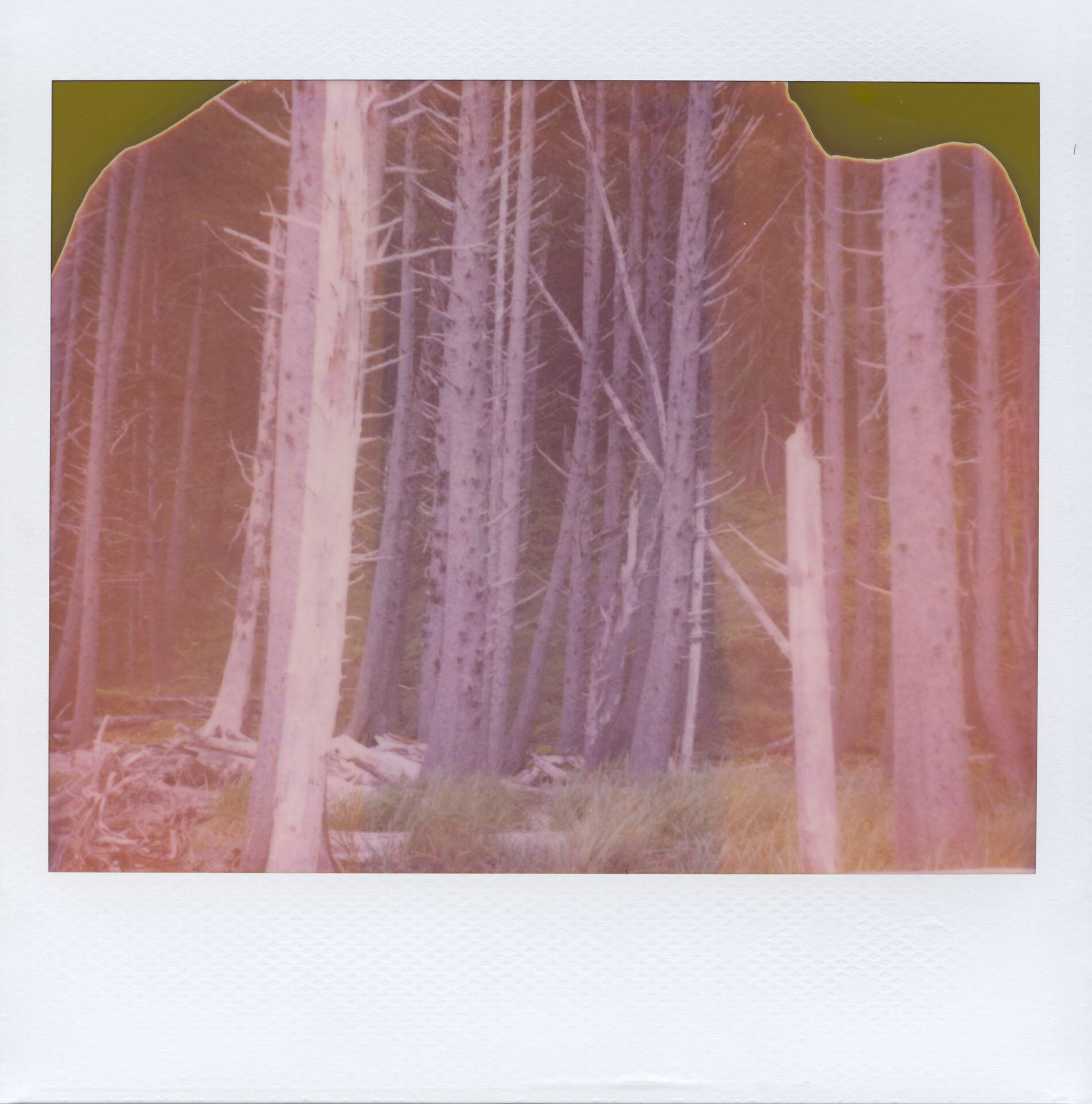 polaroid_2020_33.jpeg