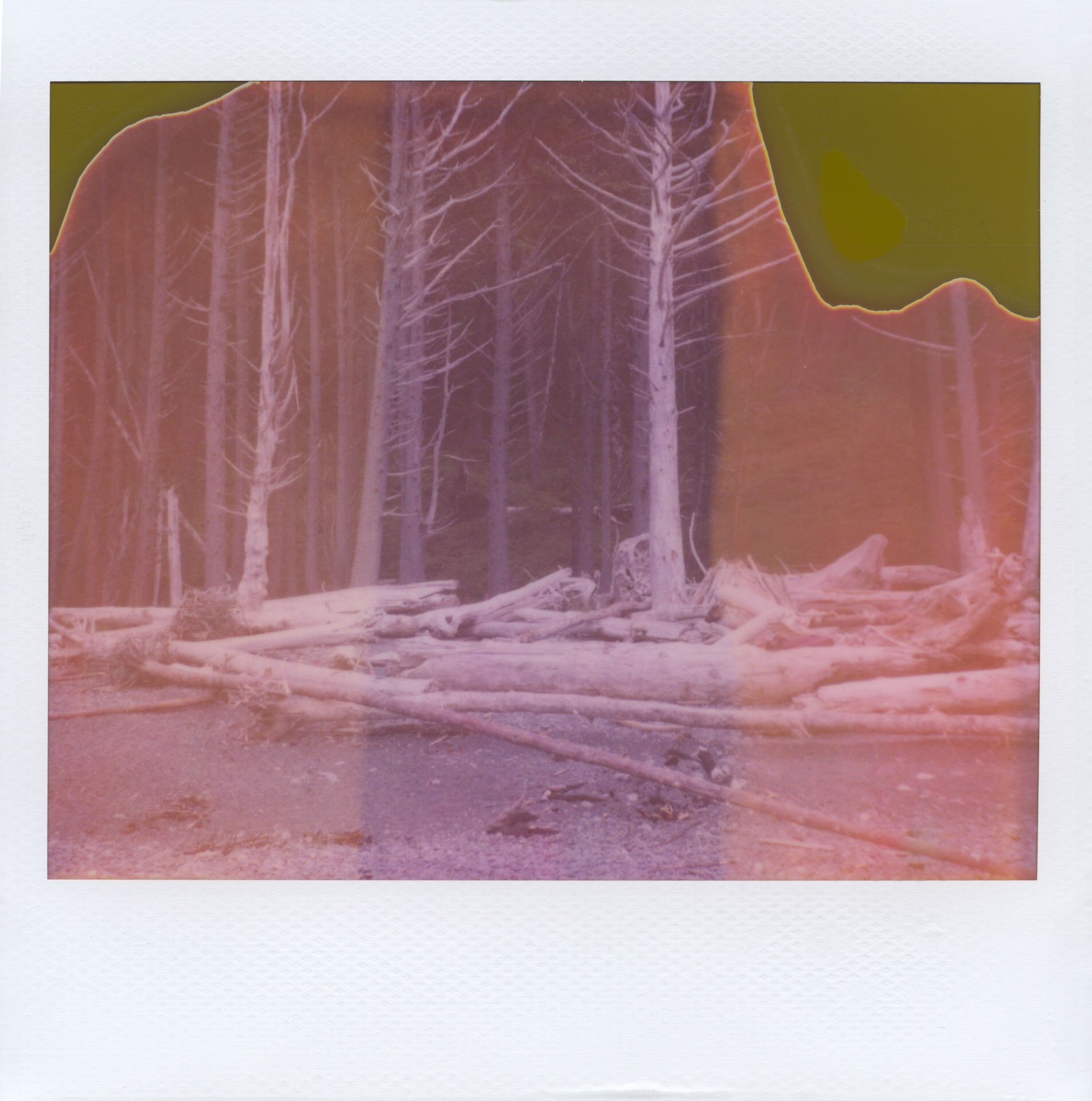 polaroid_2020_34.jpeg