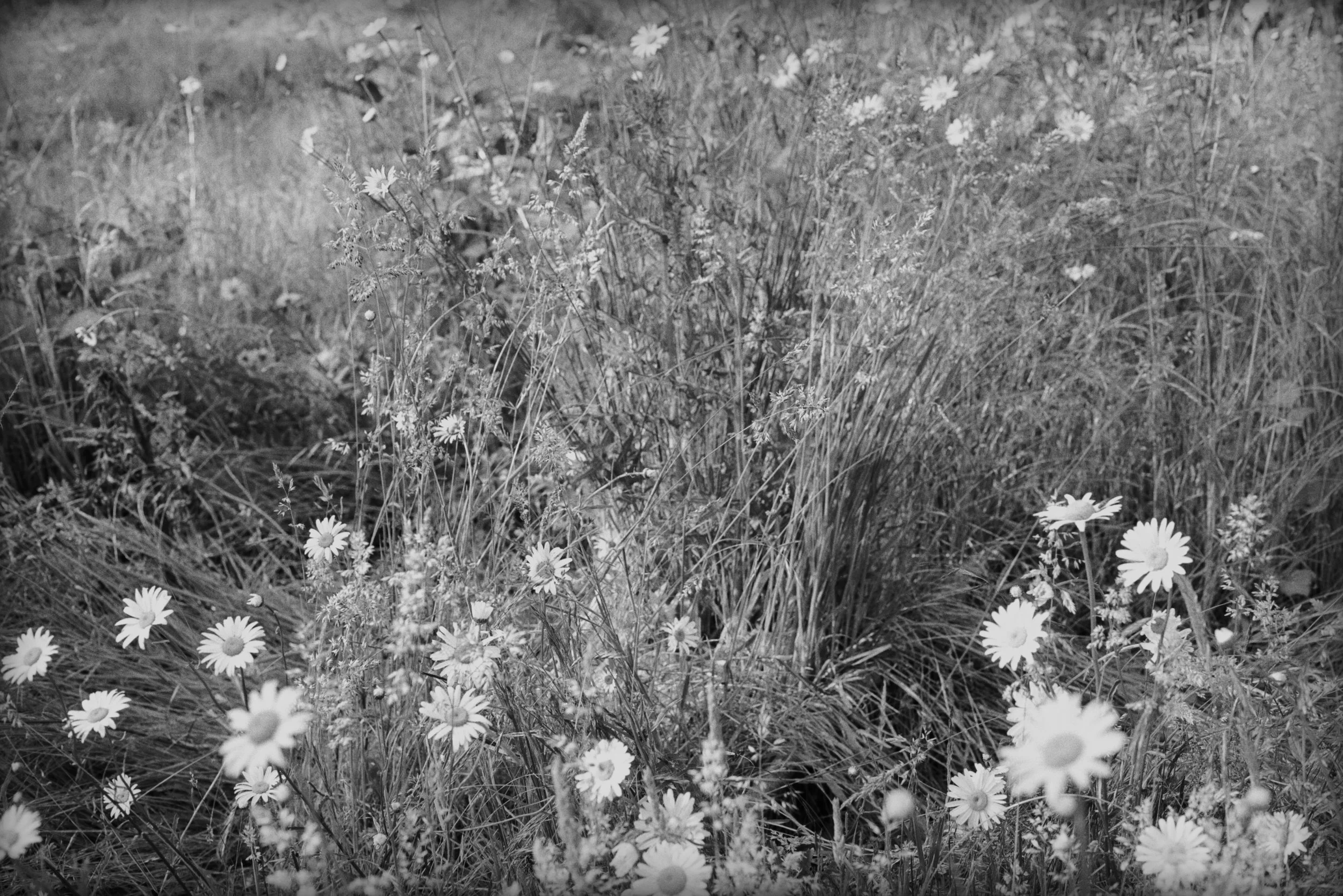 00-end pages-1999_Daisies_5.jpg