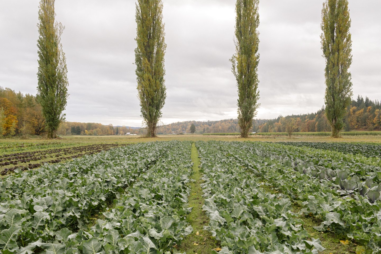 One Leaf Farm for Kinfolk