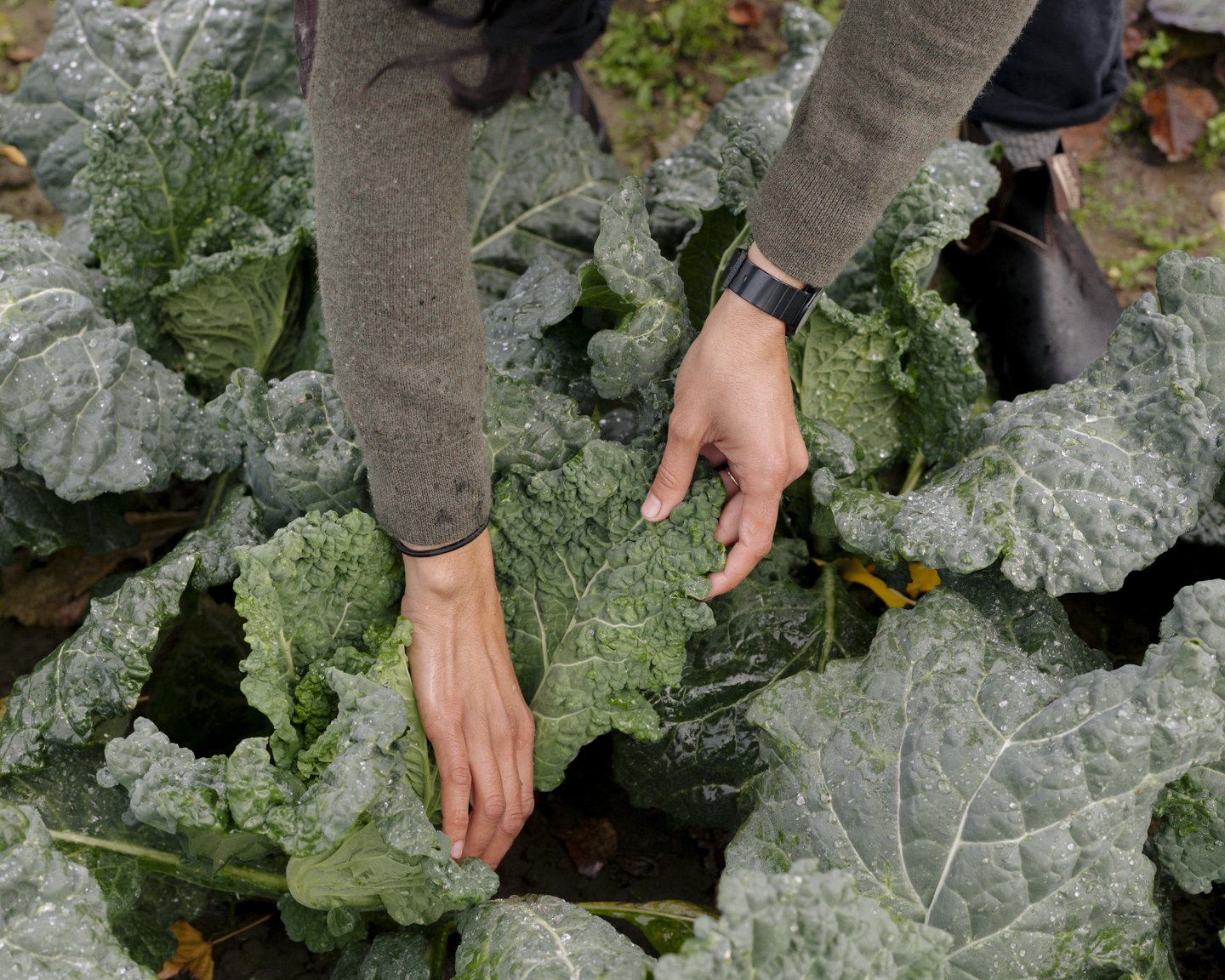 One Leaf Farm for Kinfolk