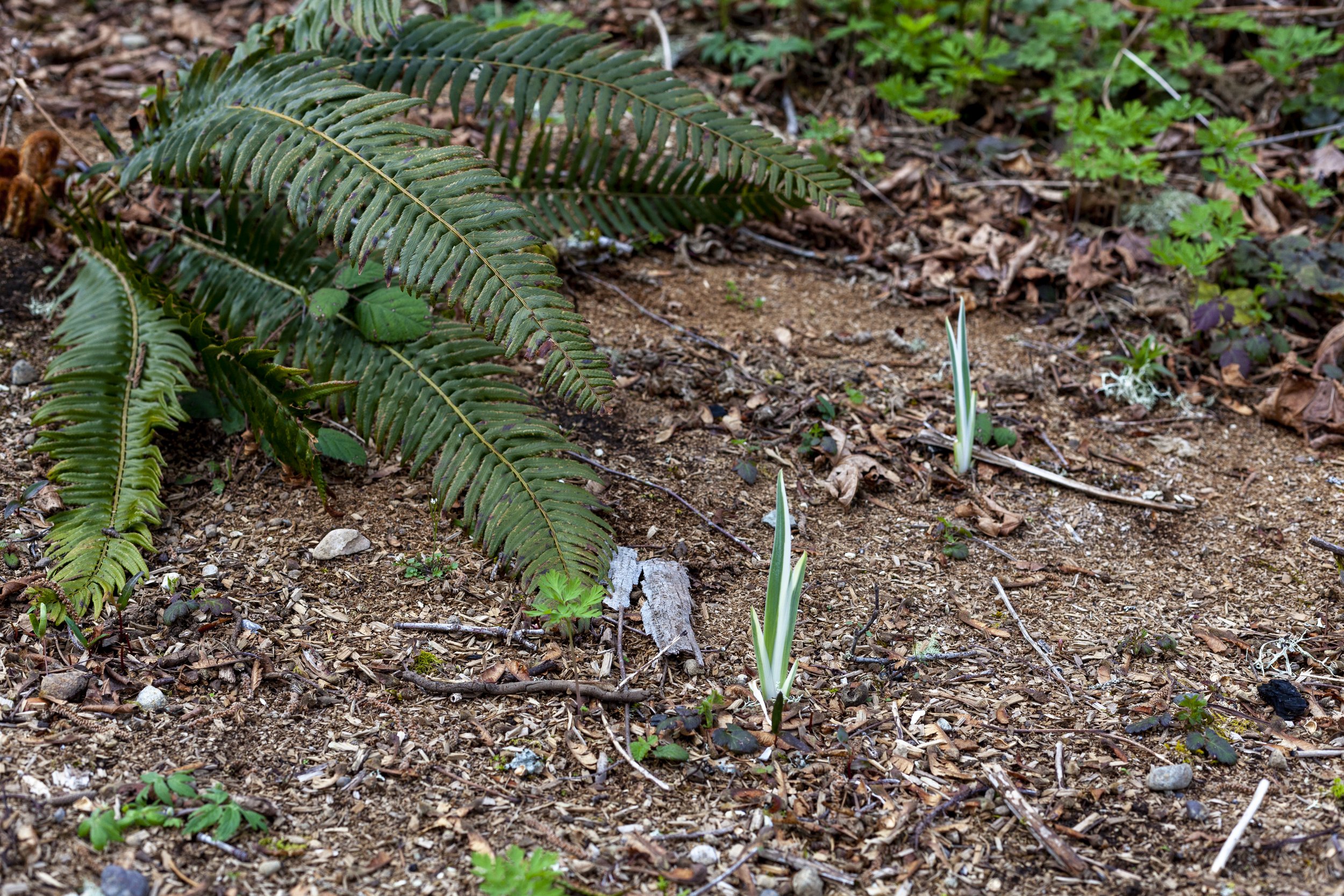 The Woodland, a forest where Return Home disperses the soil obtained after the composting process in Kent, Washington for L'Obs