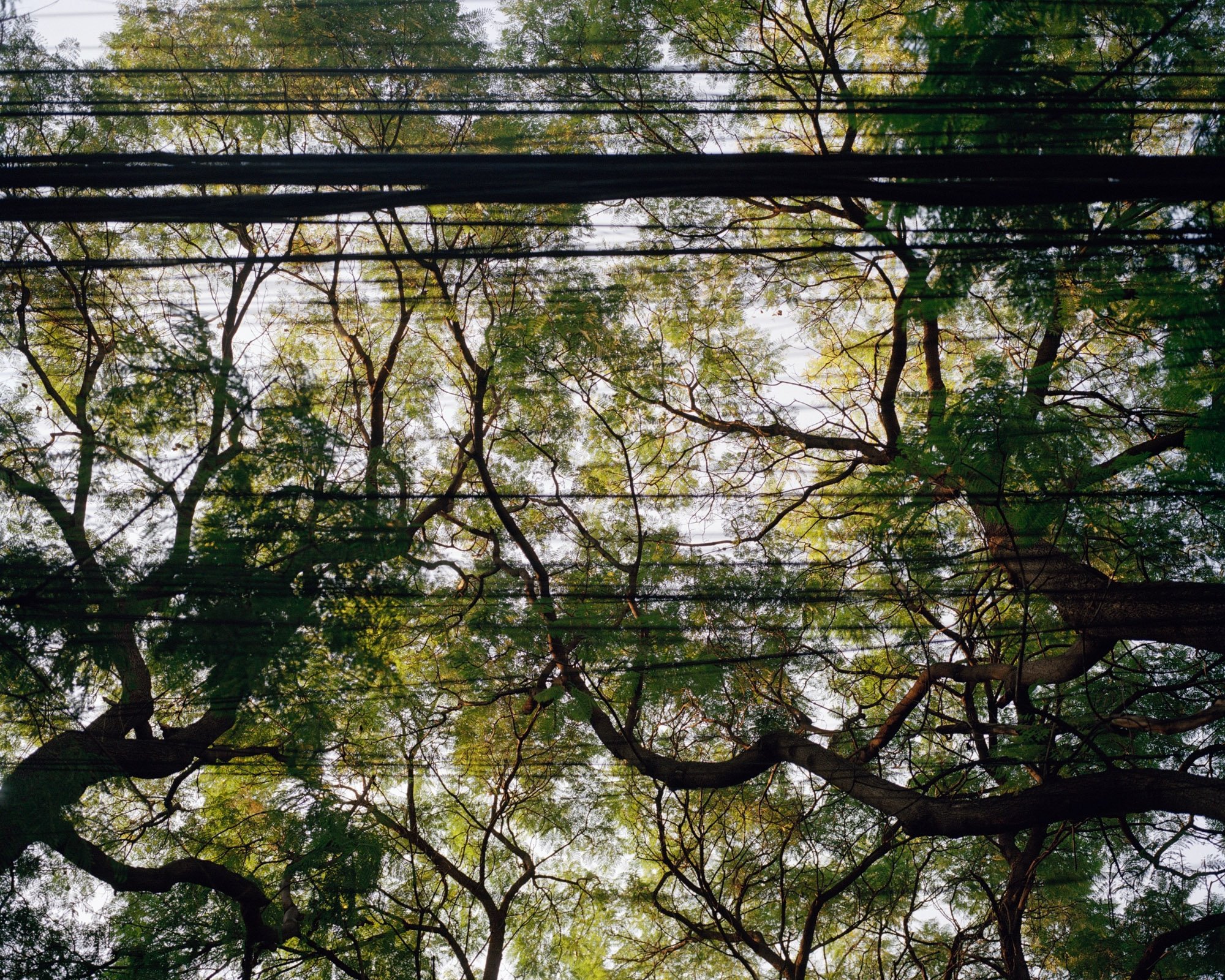 05 Electric Wires and Branches CDMX 2022.jpg