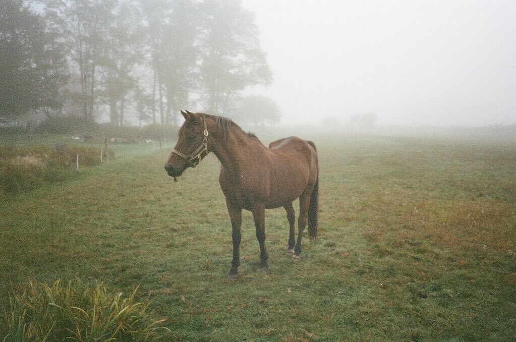 The neighbors old horse died a couple weeks ago and I will miss saying hello to him on my walks. Here he is on a misty day last October ✨ 

#35mmfilm #filmforever #butternutvalley