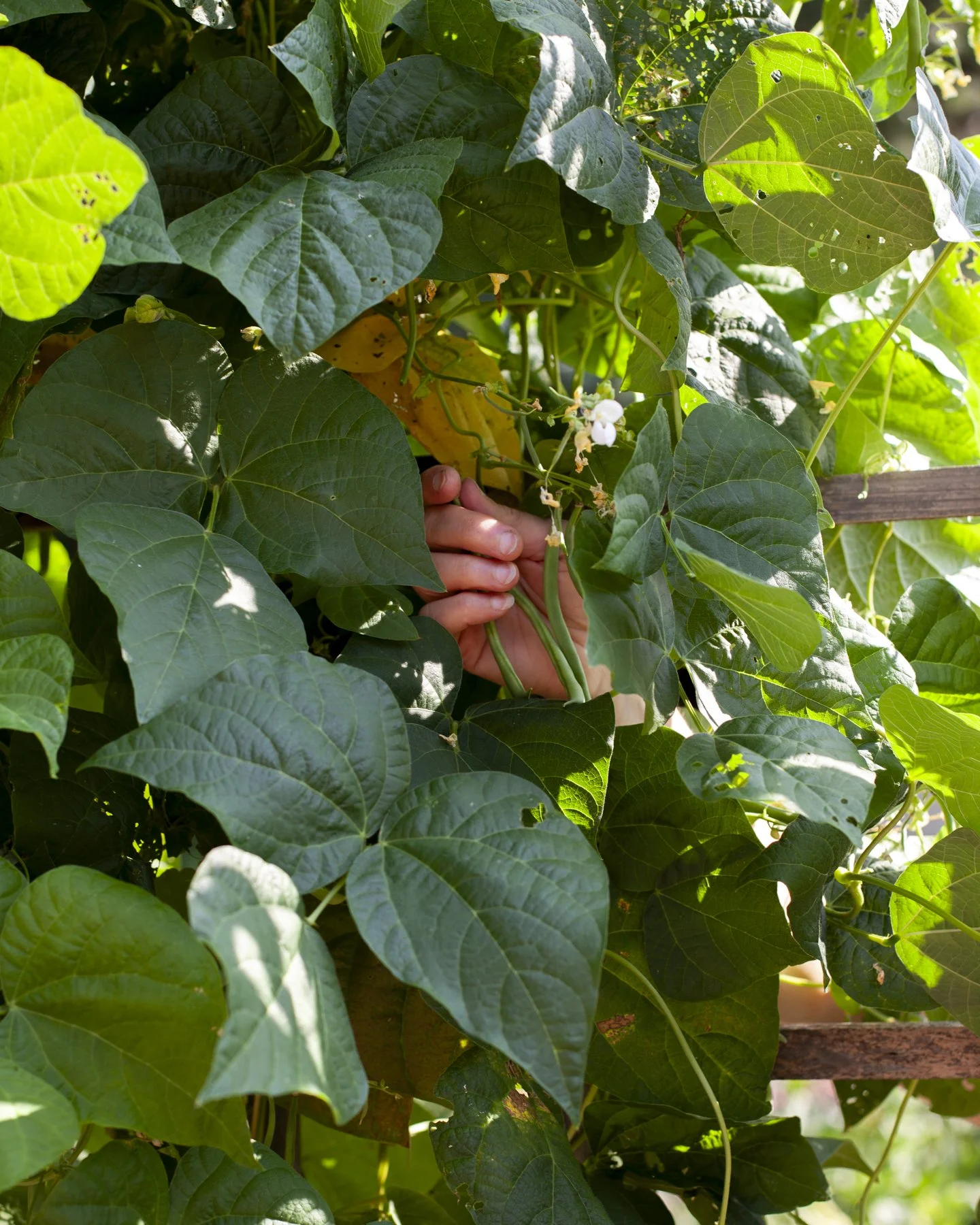 Carrie Mae Smith in her Garden, Gilbertsville, NY