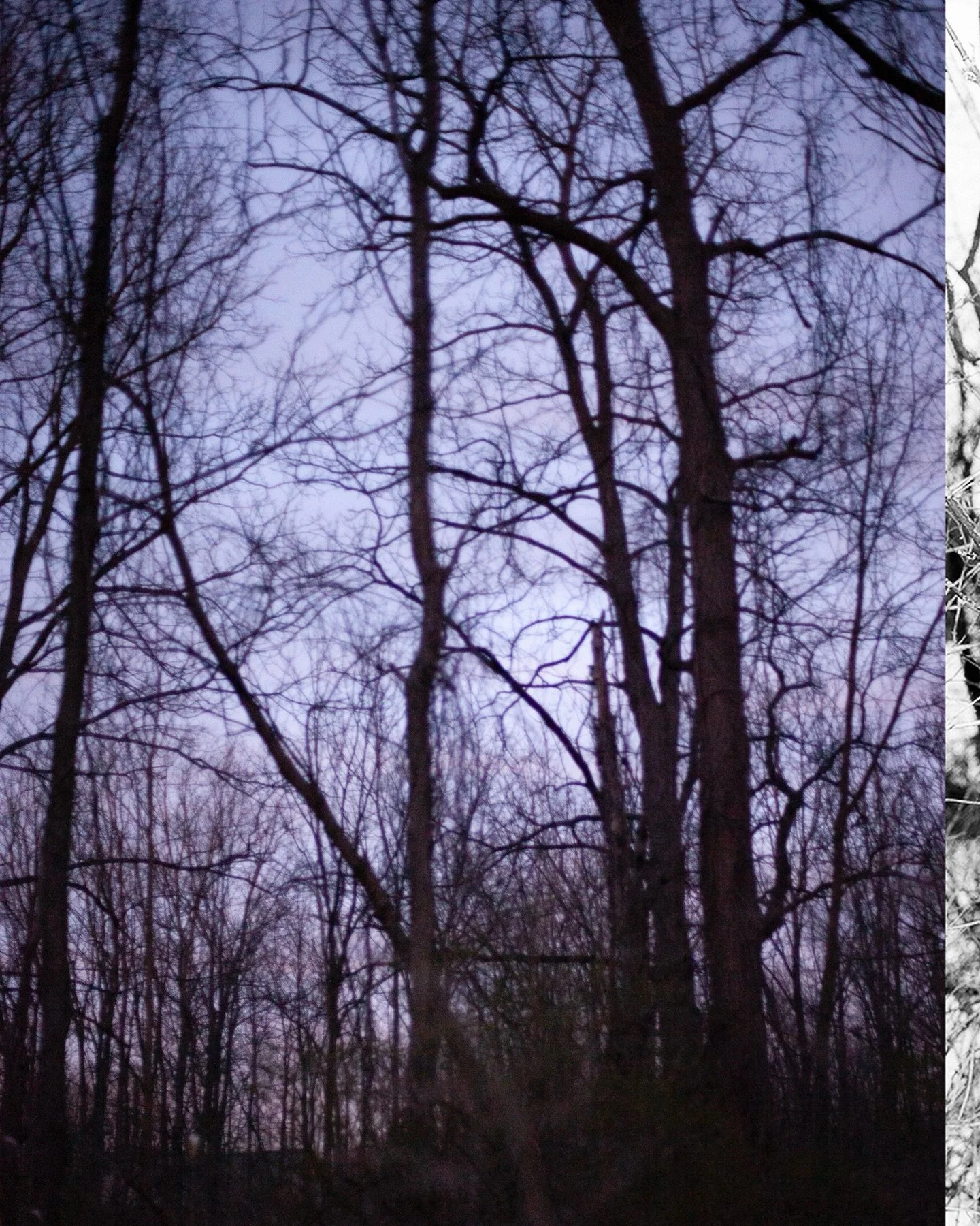 Here are some photos I took of trees in NY over the last year. I love the forest and it always comes up in stories from folklore and fairytales to modern novels and cinema. I recently read my first book by Shirley Jackson and loved it - got obsessed 