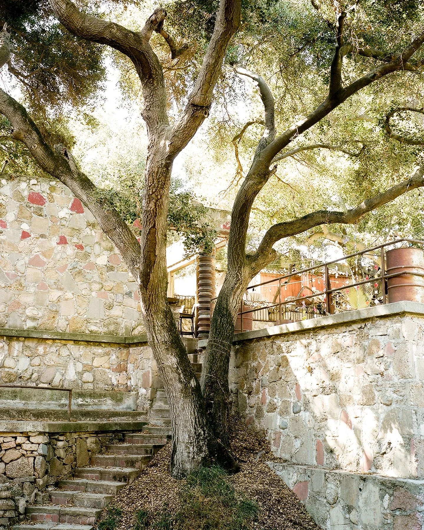 🌱 I photographed these beautiful trees last October at Zorthian Ranch in Altadena, and then came January and the Eaton Fire. It was devastating to watch from afar the destruction that swept Altadena. Like everyone else I worried about my friends and