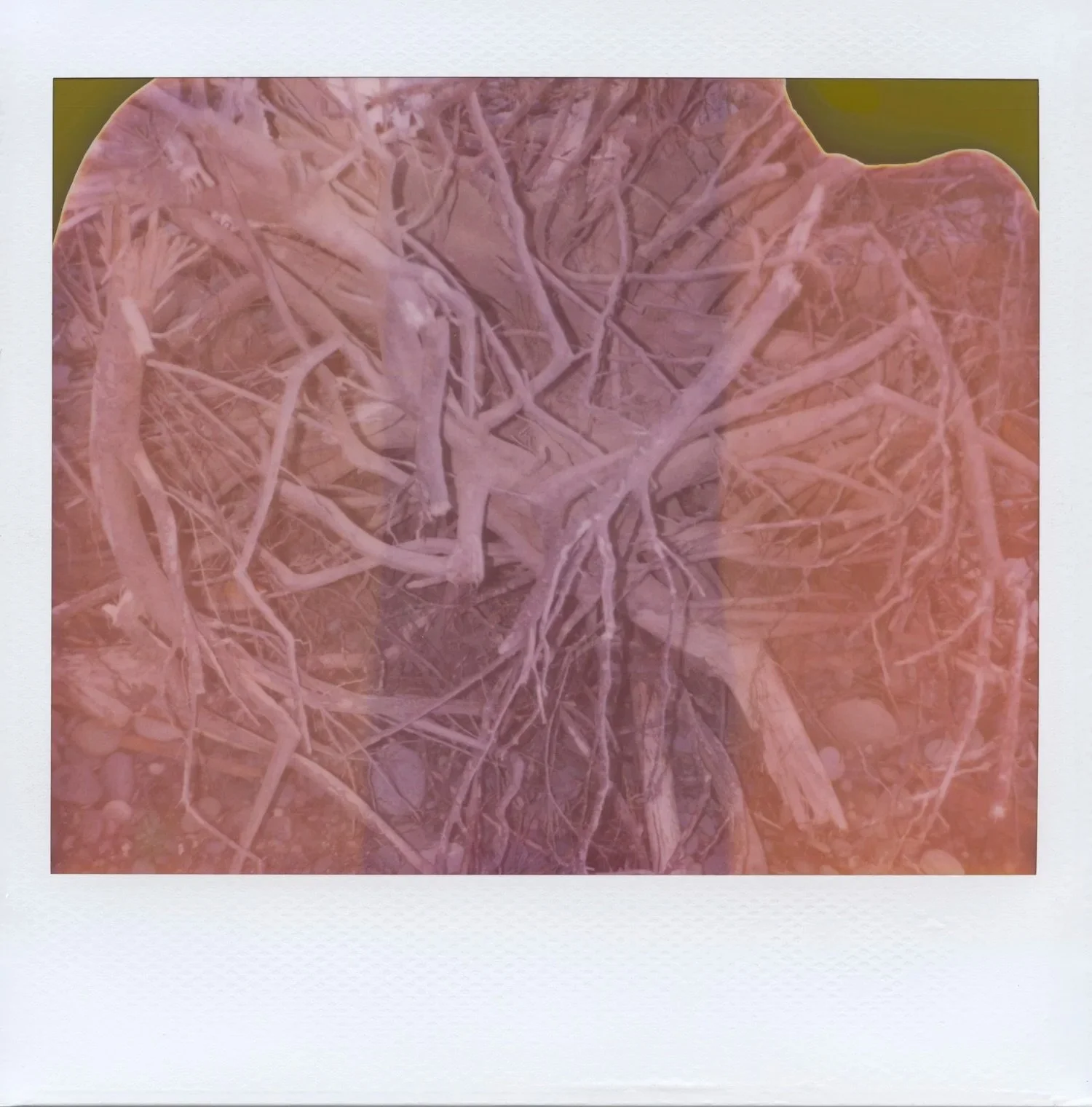 I have two Polaroid images included in Spectral Lineage: Parlor of Shadows and more available at the gallery, on view until Aug 9 @theseattlelightroom ! 

I made these with expired Spectra Polaroid film and the developing chemistry was half dried up 
