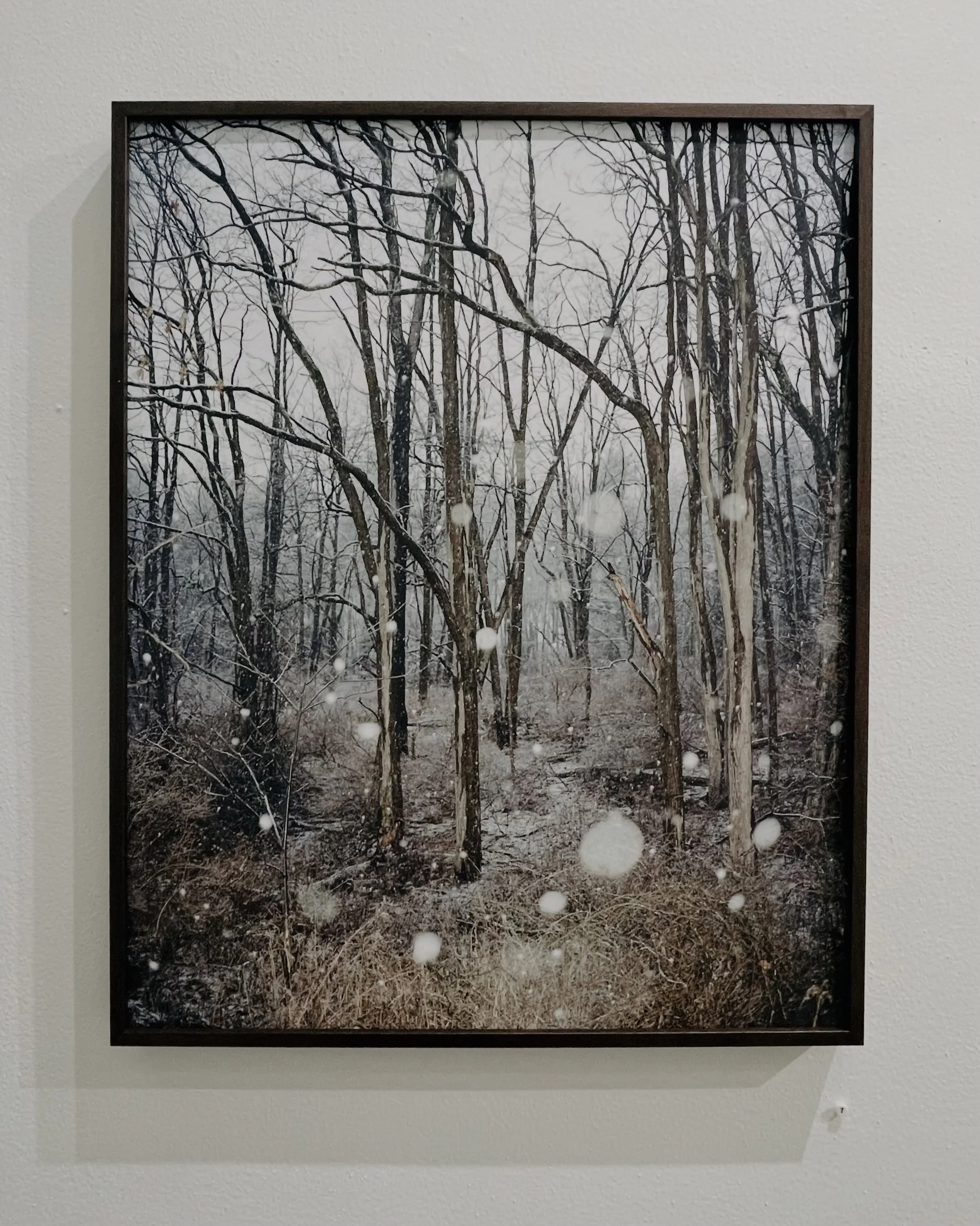 Forests have been in my work for a long time, and continue to haunt me. 

Here are some forests currently on view in my joint show with Ann Pallesen- Spectral Lineage: Parlor of Shadows up until August 1st at The Seattle Light Room!

When Ann and I w