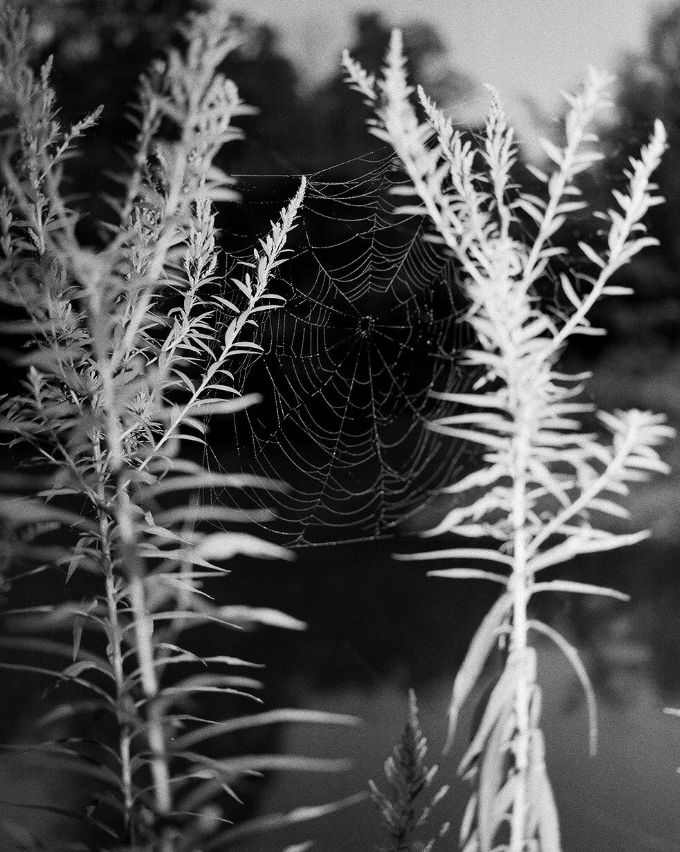 The Web and The Weaver - two images from Spectral Lineage currently up at The Seattle Lightroom until Aug 1st. 

In this work I have been exploring my relationship to spiritualism, inspired by early spirit photographs of mediums communicating with gh