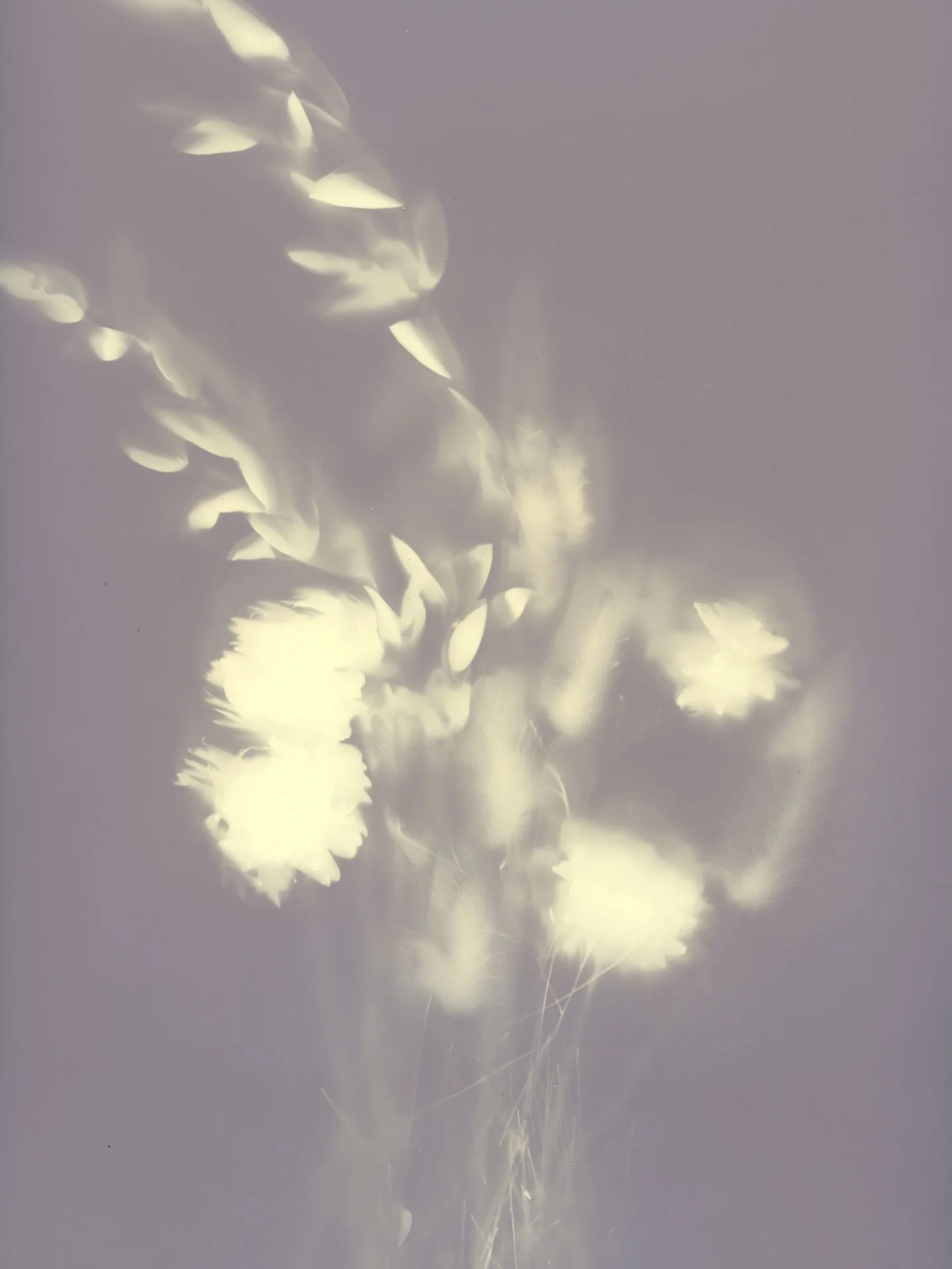 Join me at The Gatehouse on Saturday, April 4th from 1&ndash;3 PM for a lumen printing workshop!

We&rsquo;ll use sunlight, photo paper, and natural materials&mdash;leaves, flowers, anything you&rsquo;re drawn to&mdash;to create soft, one-of-a-kind b