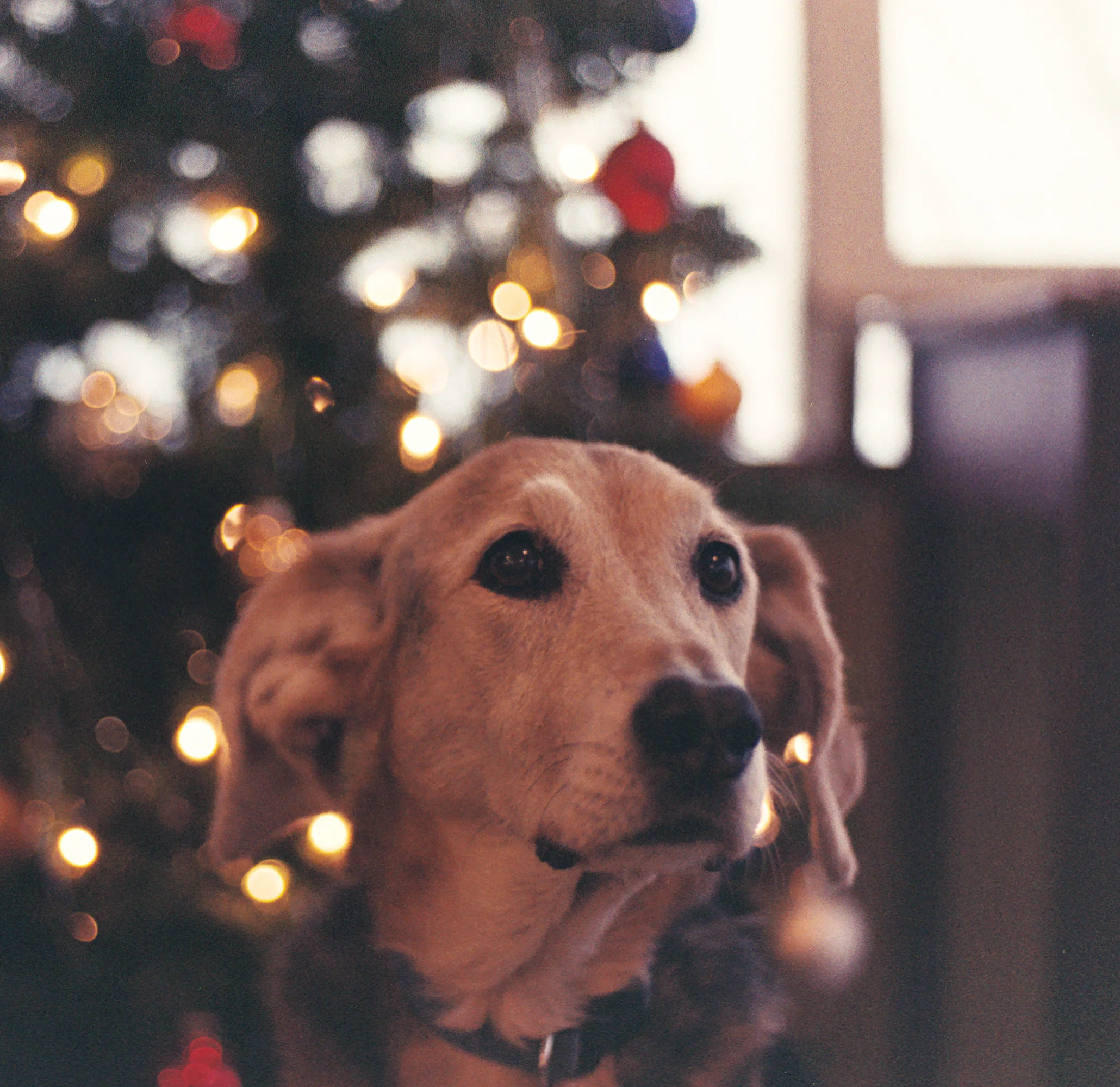 Cooper_Christmas.jpg