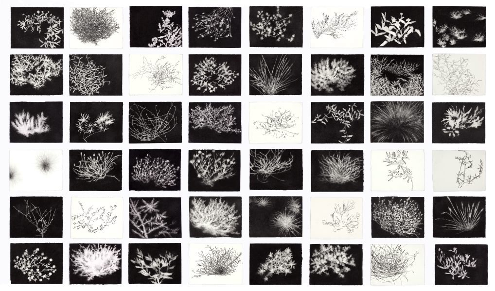Jennifer Keeler-Milne, NSW desert plants , 2011