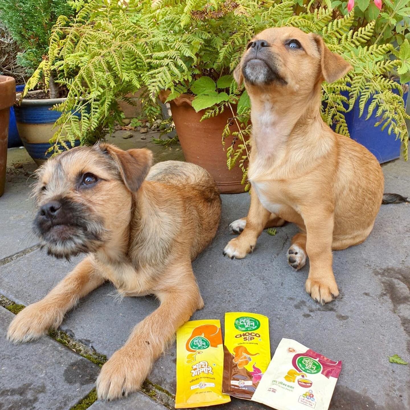 Even our furry friends are getting onboard with our campaign - make sure you do too! 🐶 

Only 2 days left to get your hands on some of our delicious lentil butter, whilst helping those less fortunate at the same time!

Don&rsquo;t wait around - get 