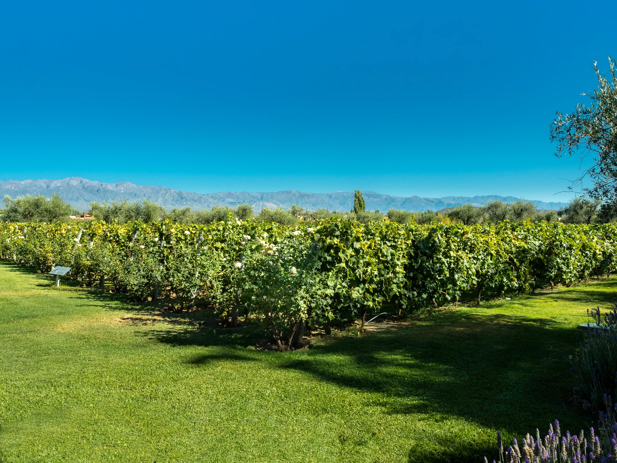 Mendoza