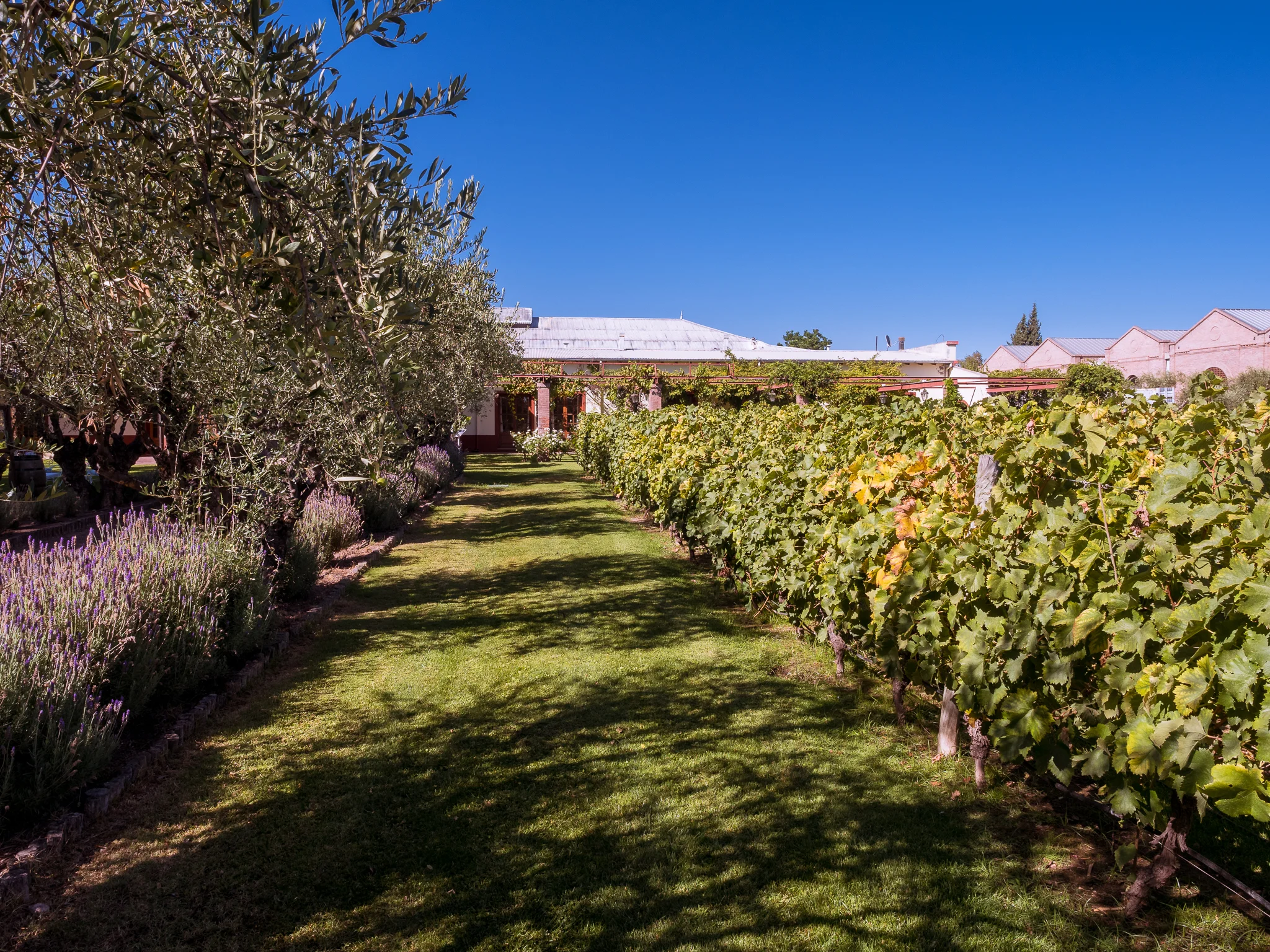 Mendoza