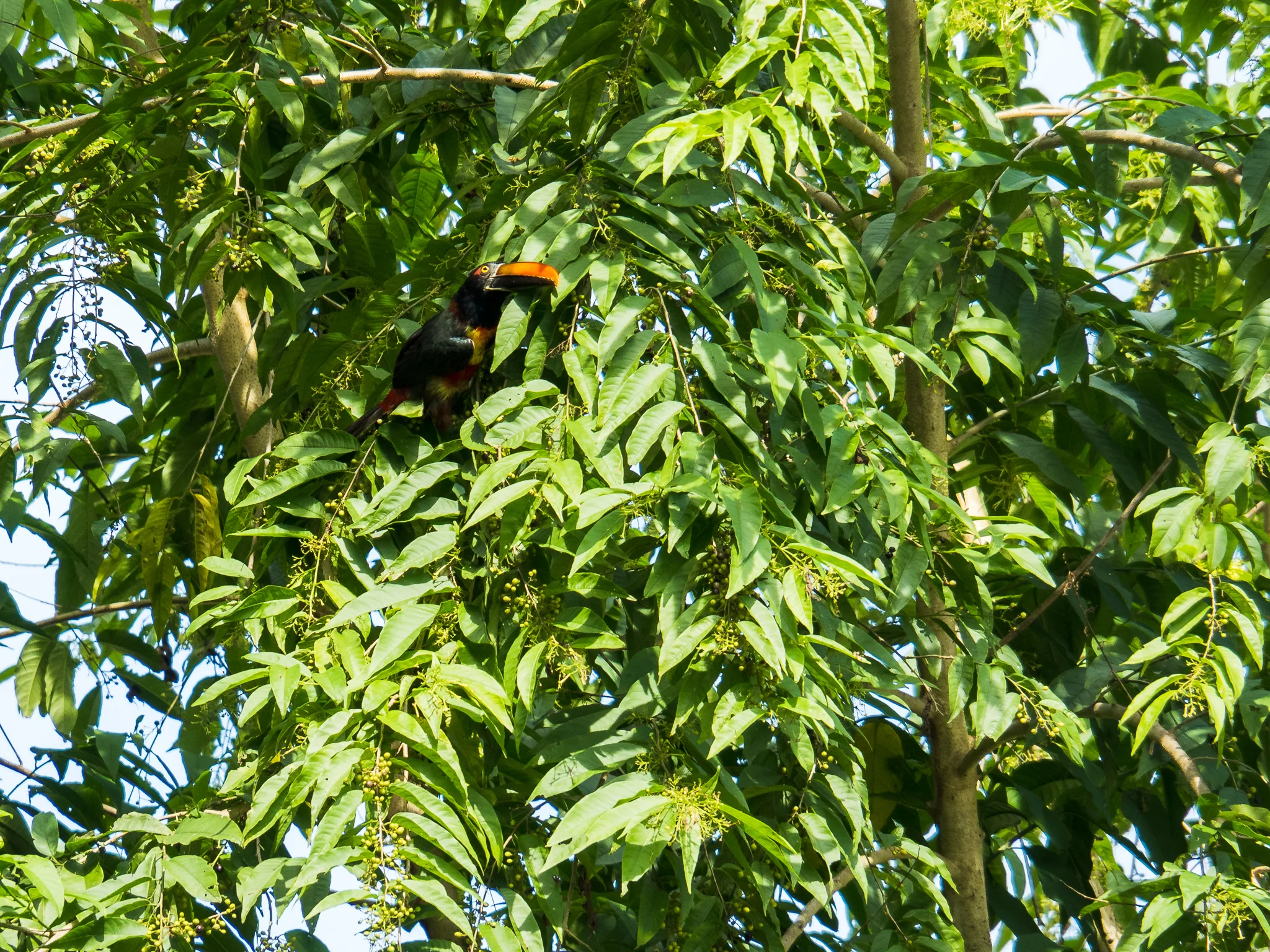 20180816-P8160104.jpg