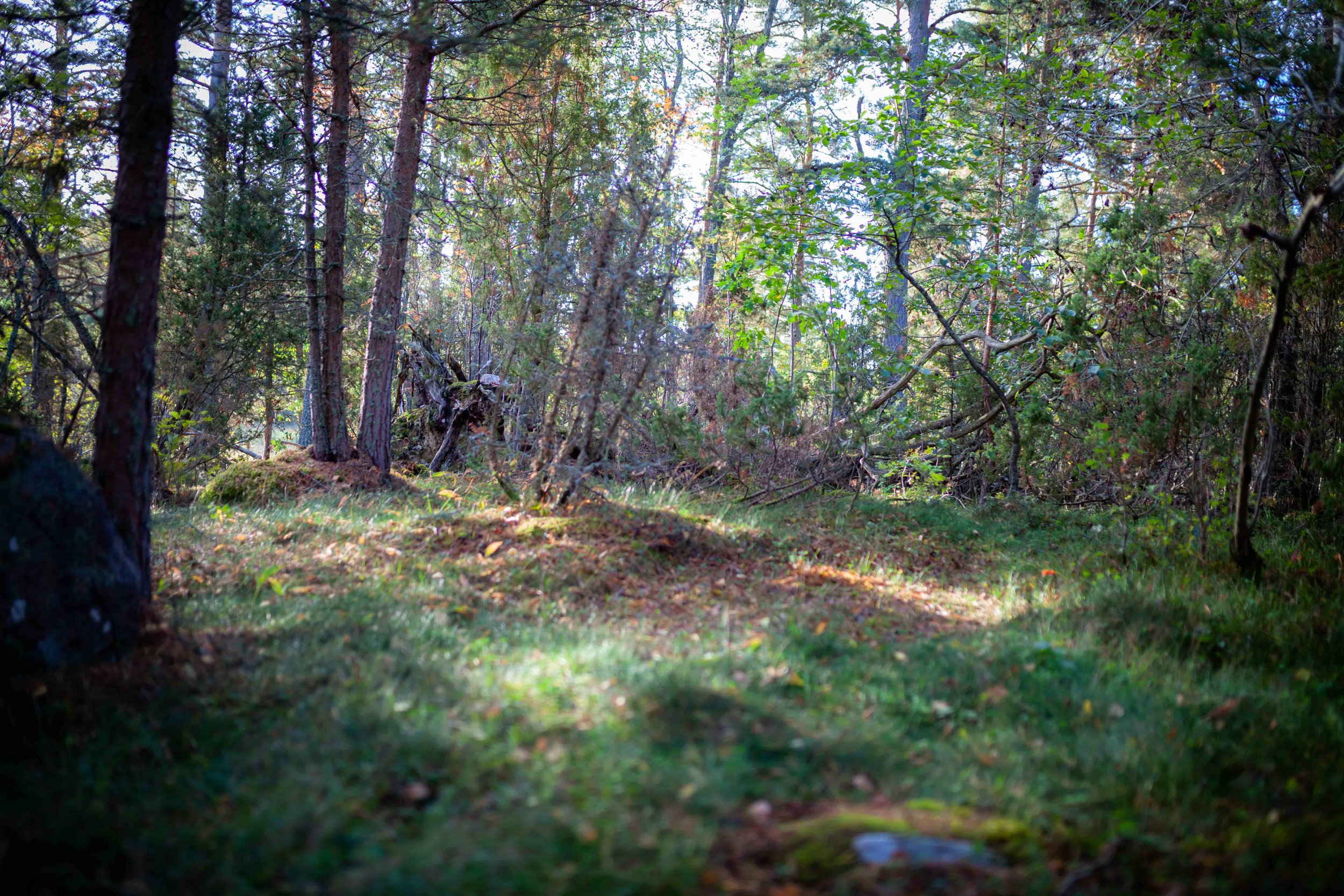 _MG_6184.jpg