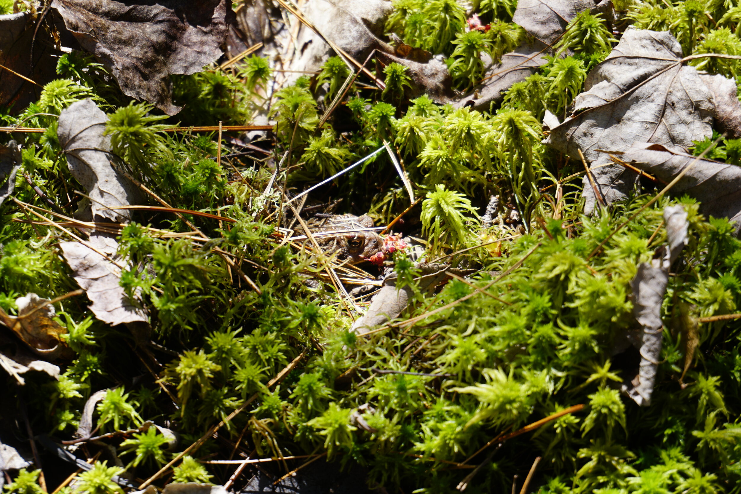 Toad-Ann