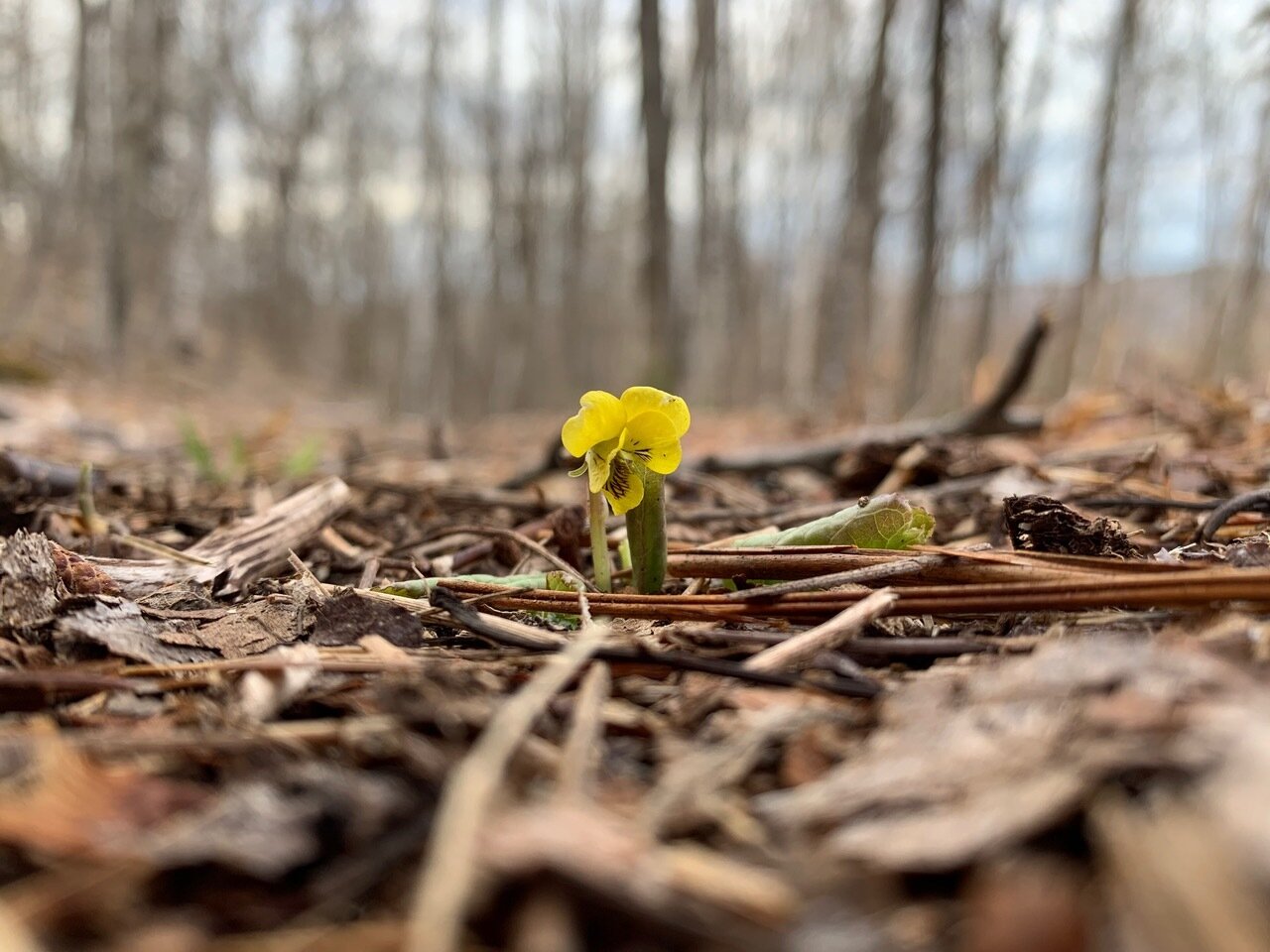 First pansy-Becky