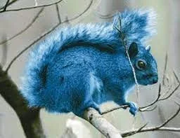 Blue Squirrel sighted at Abbie Greenleaf Library!