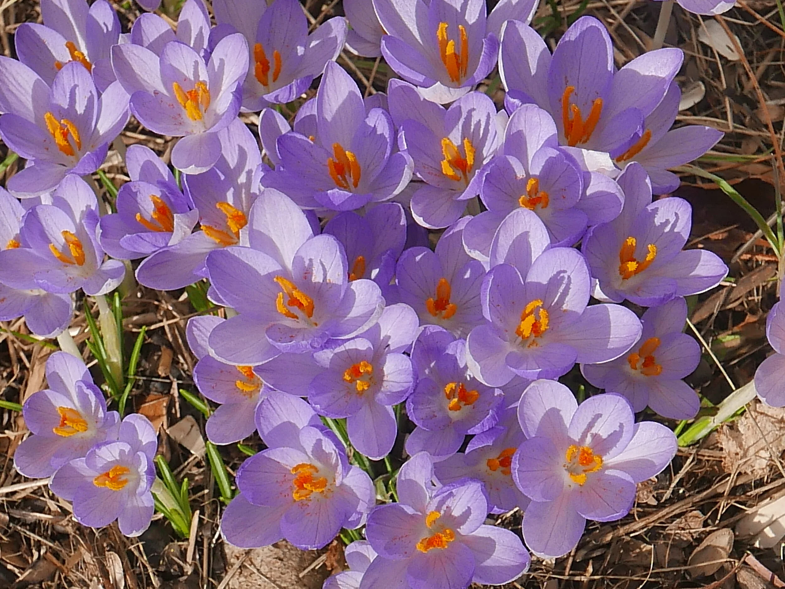 Spring Photo Gallery