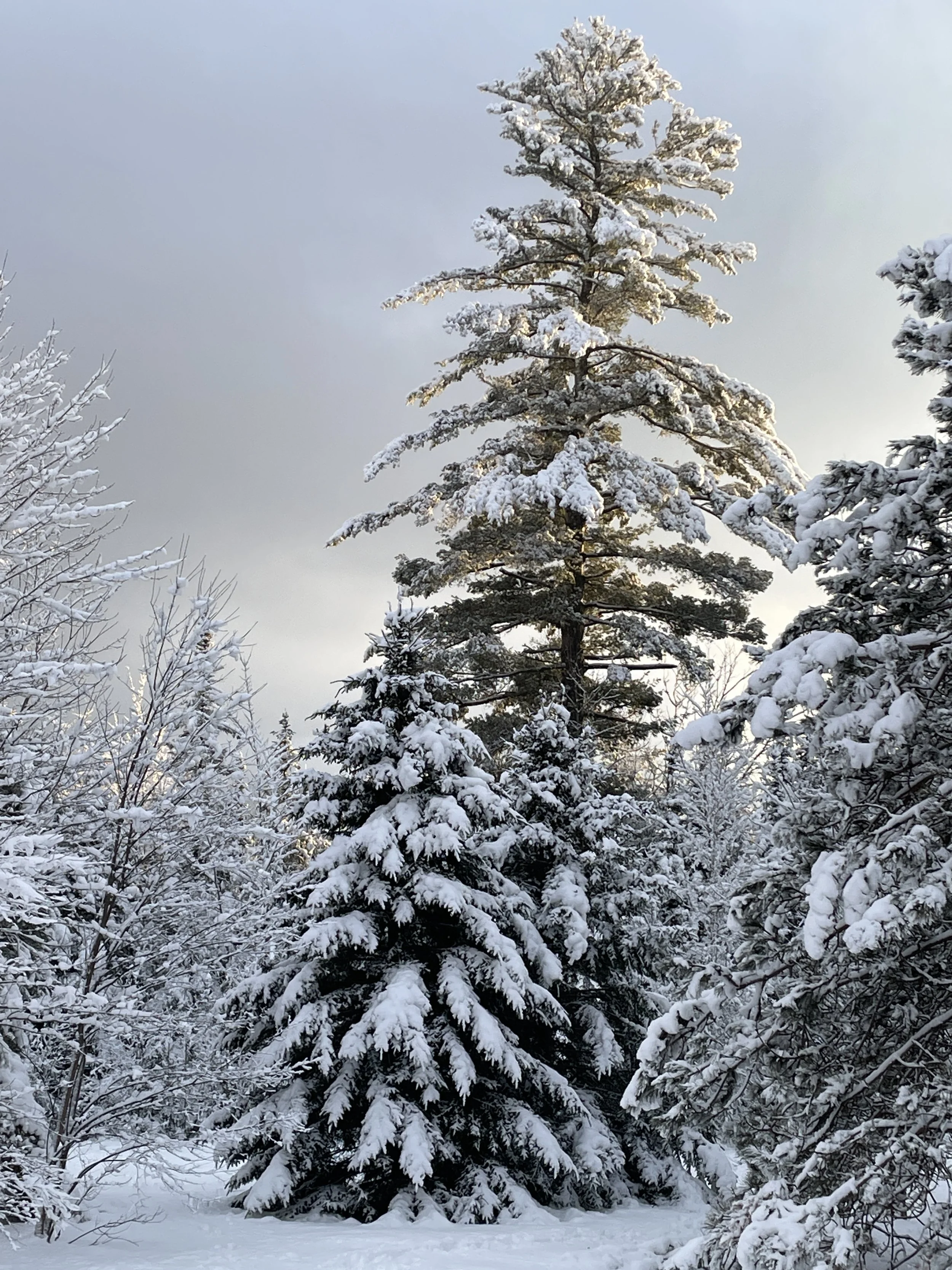 The Library will be closed December 22 - 25