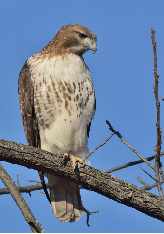 Squam Lake Raptors, July 28 at 11 a.m.