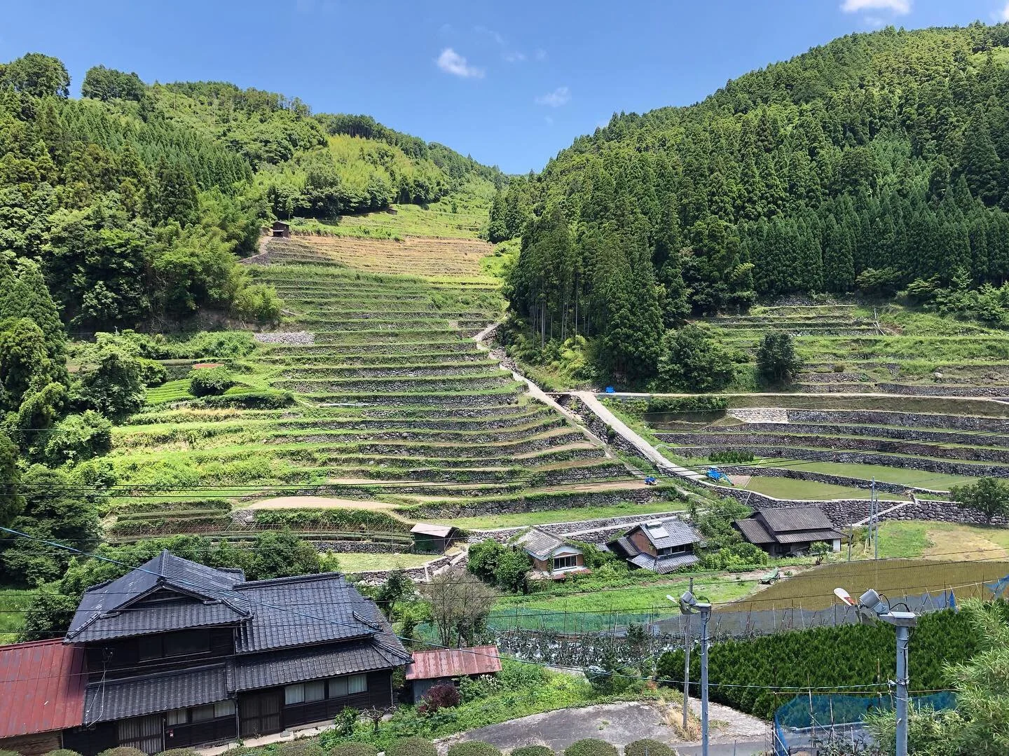  A rural Japanese landscape showing a green tea farm on a mountainside  