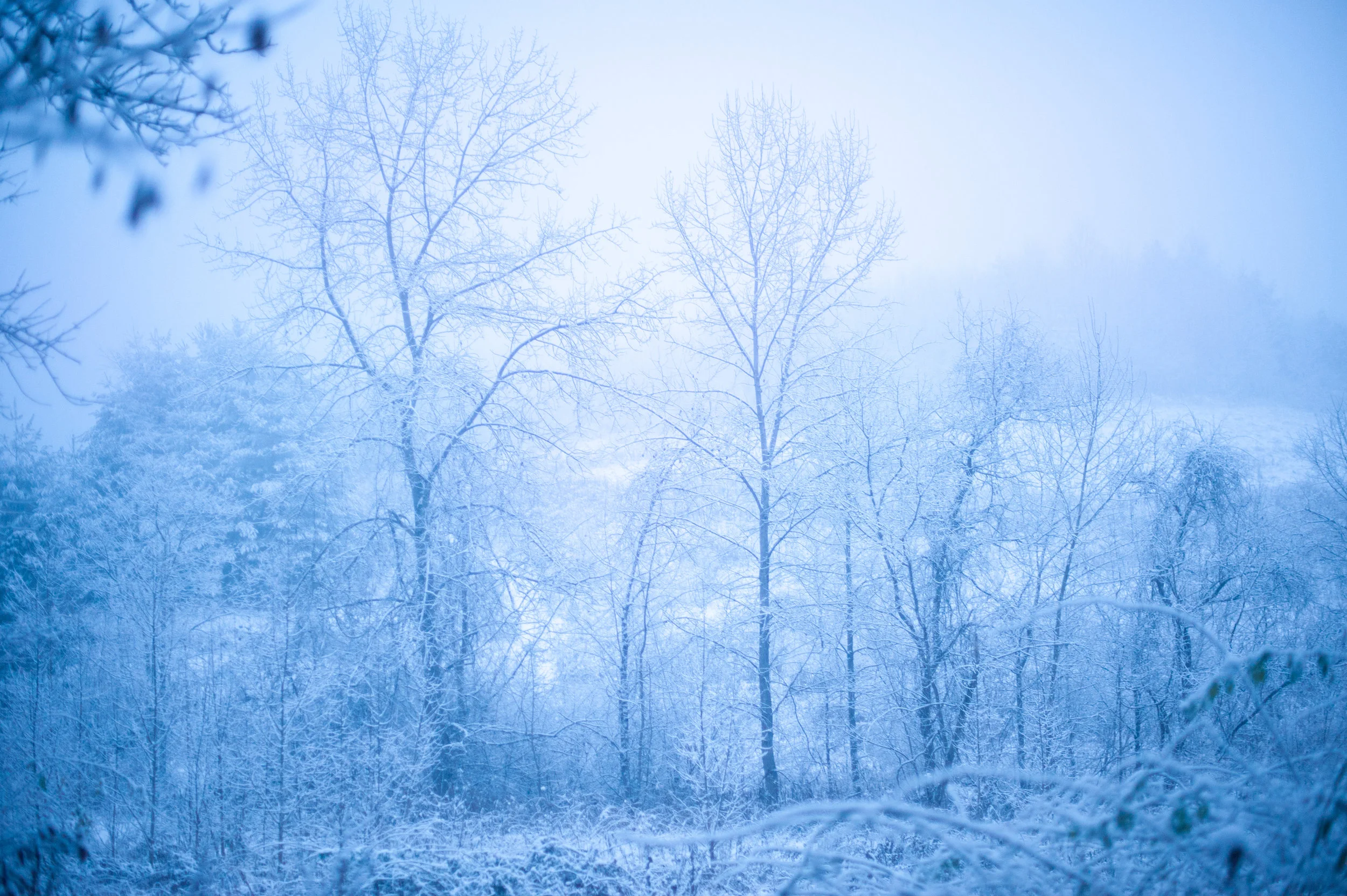 DSC_7378-3.jpg