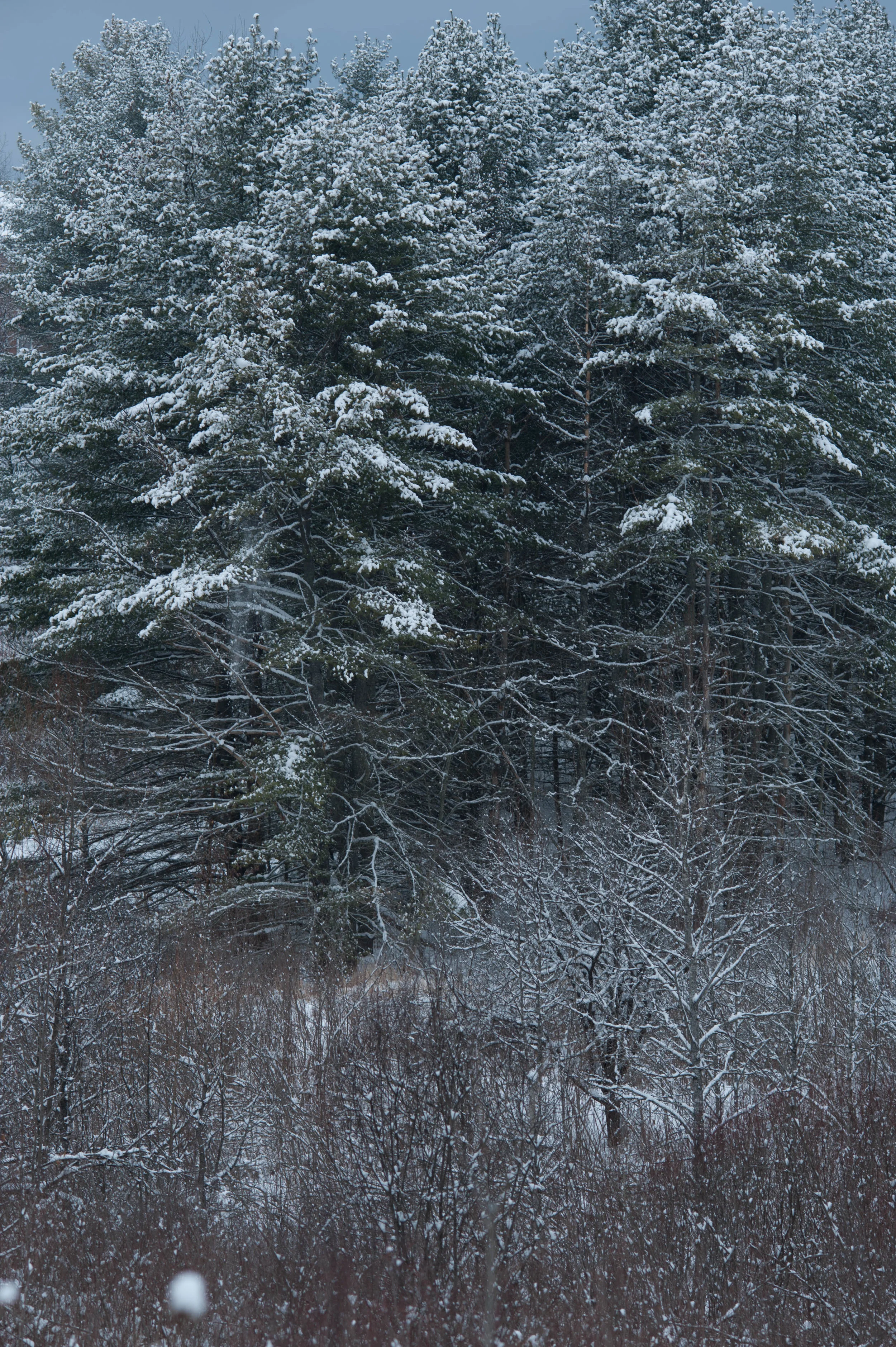 DSC_1405.jpg