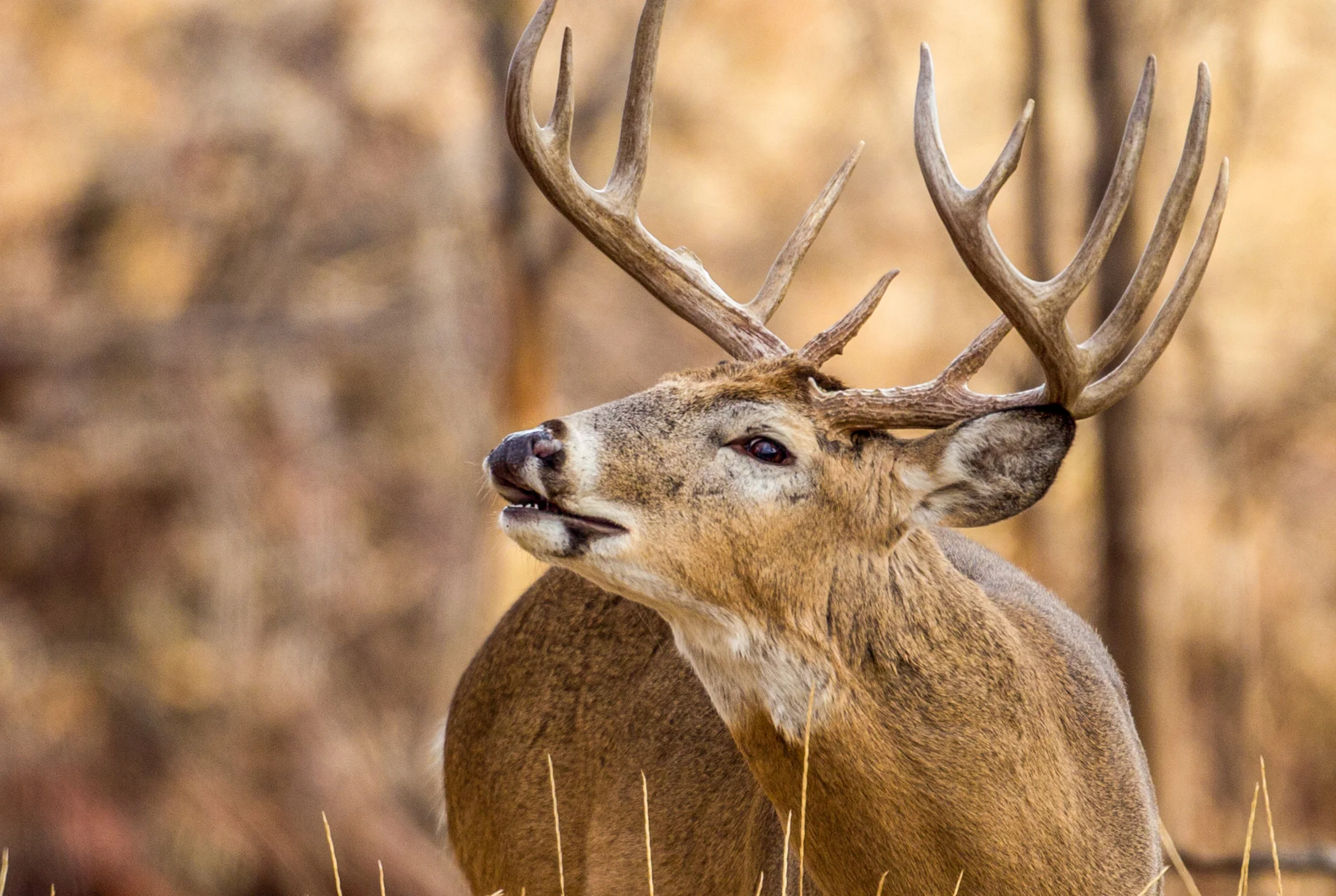 public-land-whitetail-buck-with-mouth-open.jpg