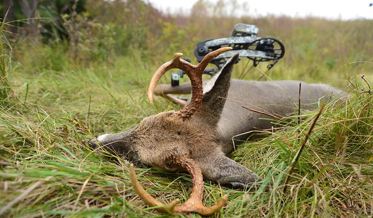 whitetail-buck-on-ground.jpg