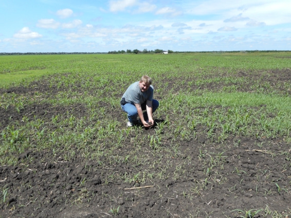 Author in a wheat field in Odessa, Ukraine. This field was owned by his family until the Russian Revolution