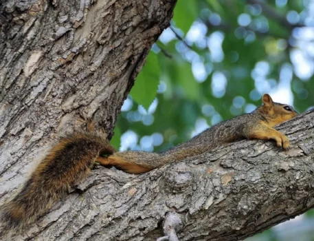 Red Squirrel cooling off on a tree limb during the 40 degree weather. They spread their bodies out and pant. Often they will do so on the ground, which is another reason to keep your cats inside! Photo by Kimberly Epp.