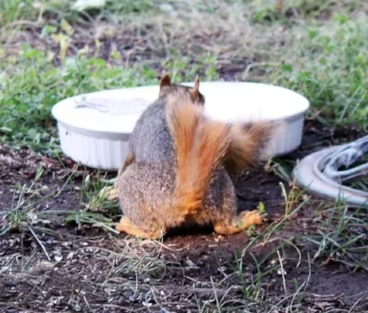 Red Squirrel taking a drink of fresh water during a 37 degree temperature day. Dishes low to the ground are accessible to small mammals, including stray pets. Photo by Kimberly Epp.