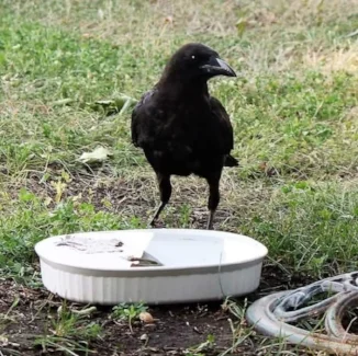 Crow about to take a drink. Bathing in the water is also a way for the birds to cool off. Here, they also have a bird bath beside to do so. Photo by Kimberly Epp.