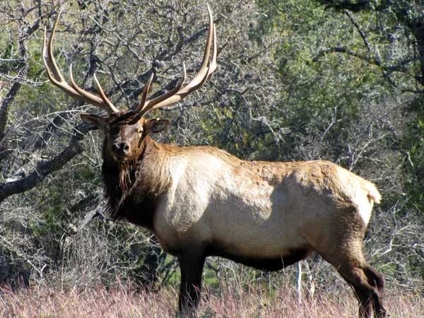 Hunters Being Asked to Help Fight CWD