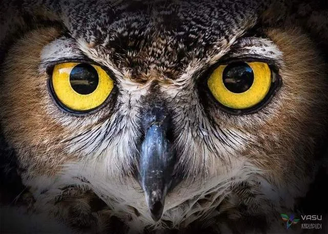 Owl Eyes