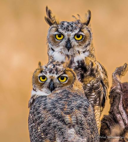 Juvenile Great Horned Owls. Photo By Vishal Subramanyan