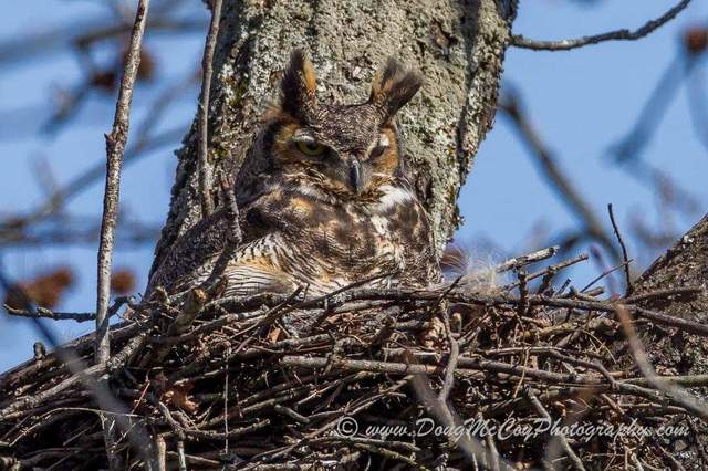 Great Horned on nest. Photo by Doug McCoy